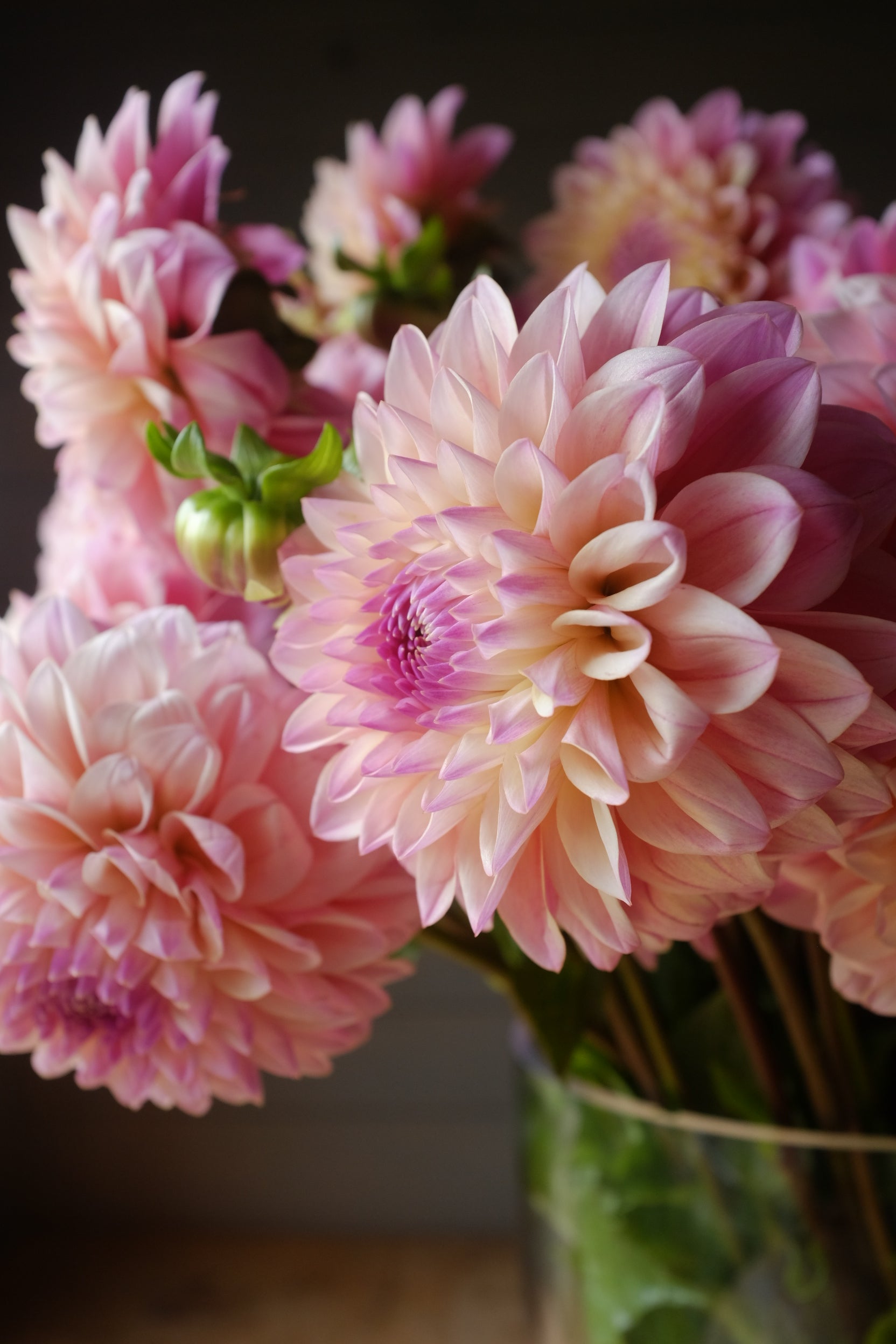 Coralie Dahlia Tuber