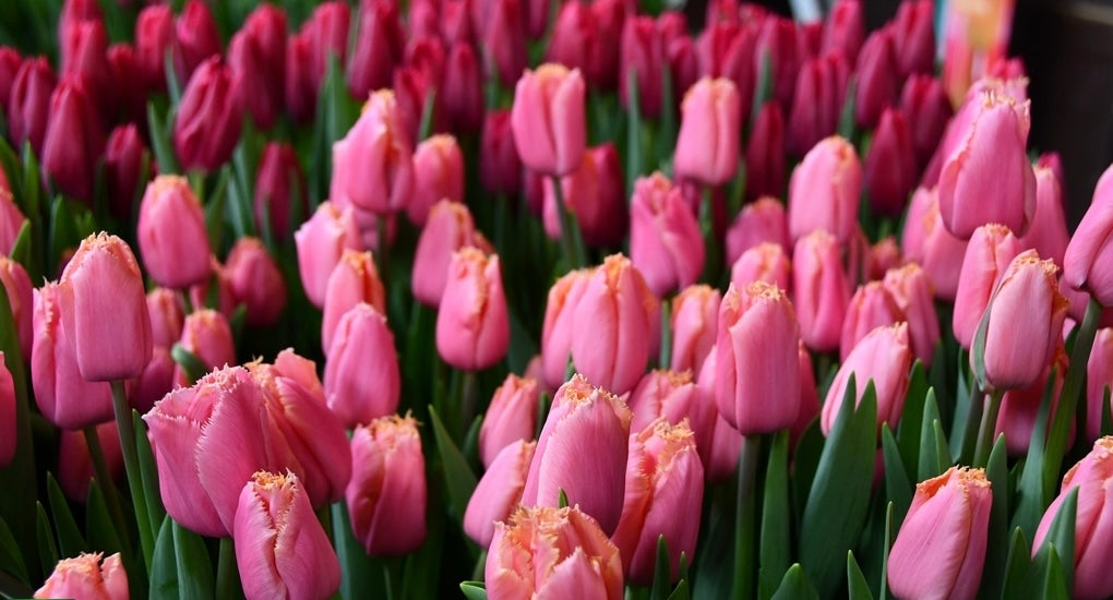 Heartbeat Tulip Bulbs - COMING SEPTEMBER 7TH AT 5PM