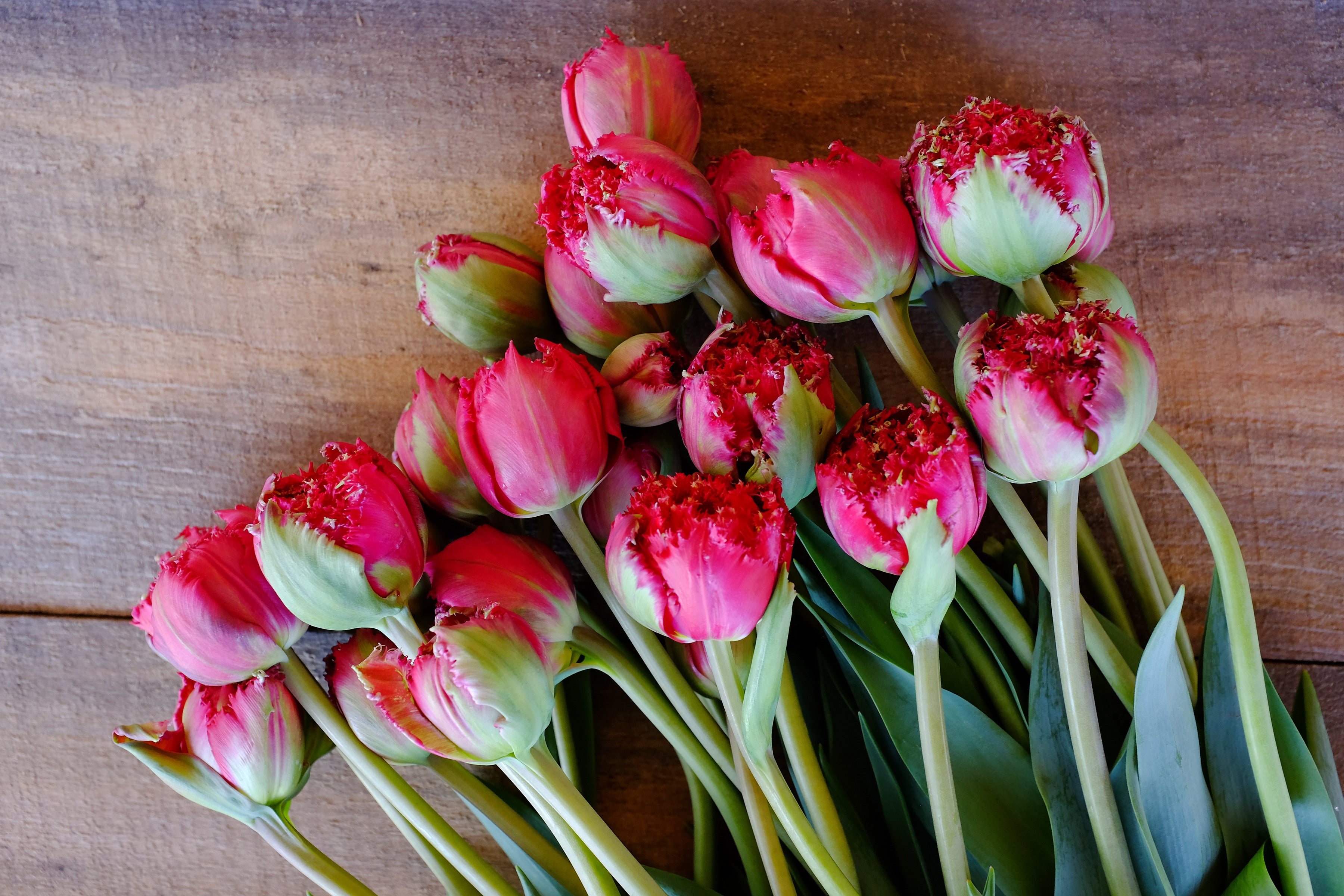 Qatar Tulip Bulbs - COMING SEPTEMBER 7TH AT 5PM