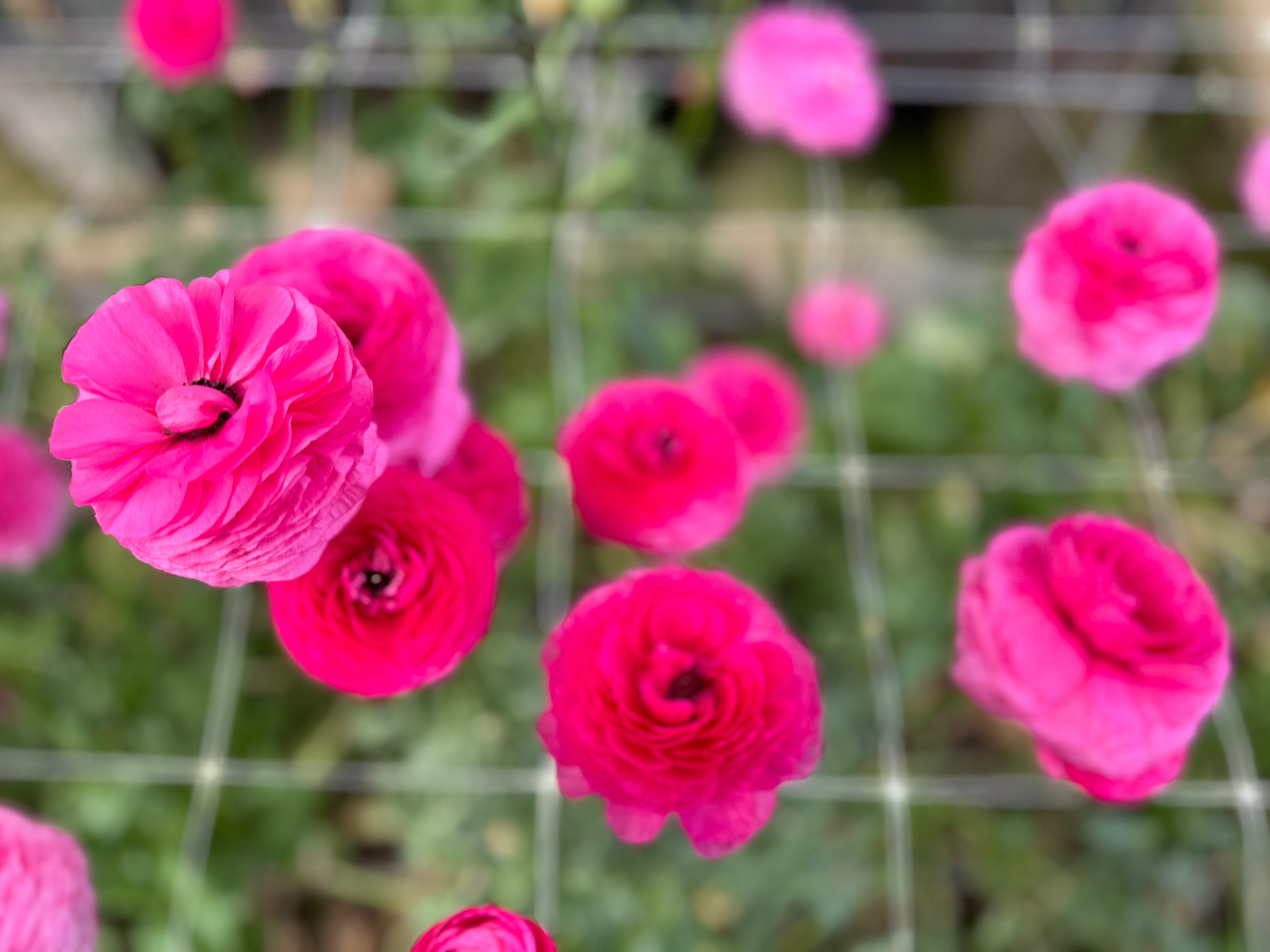 Italian Ranunculus Hot Pink Corms
