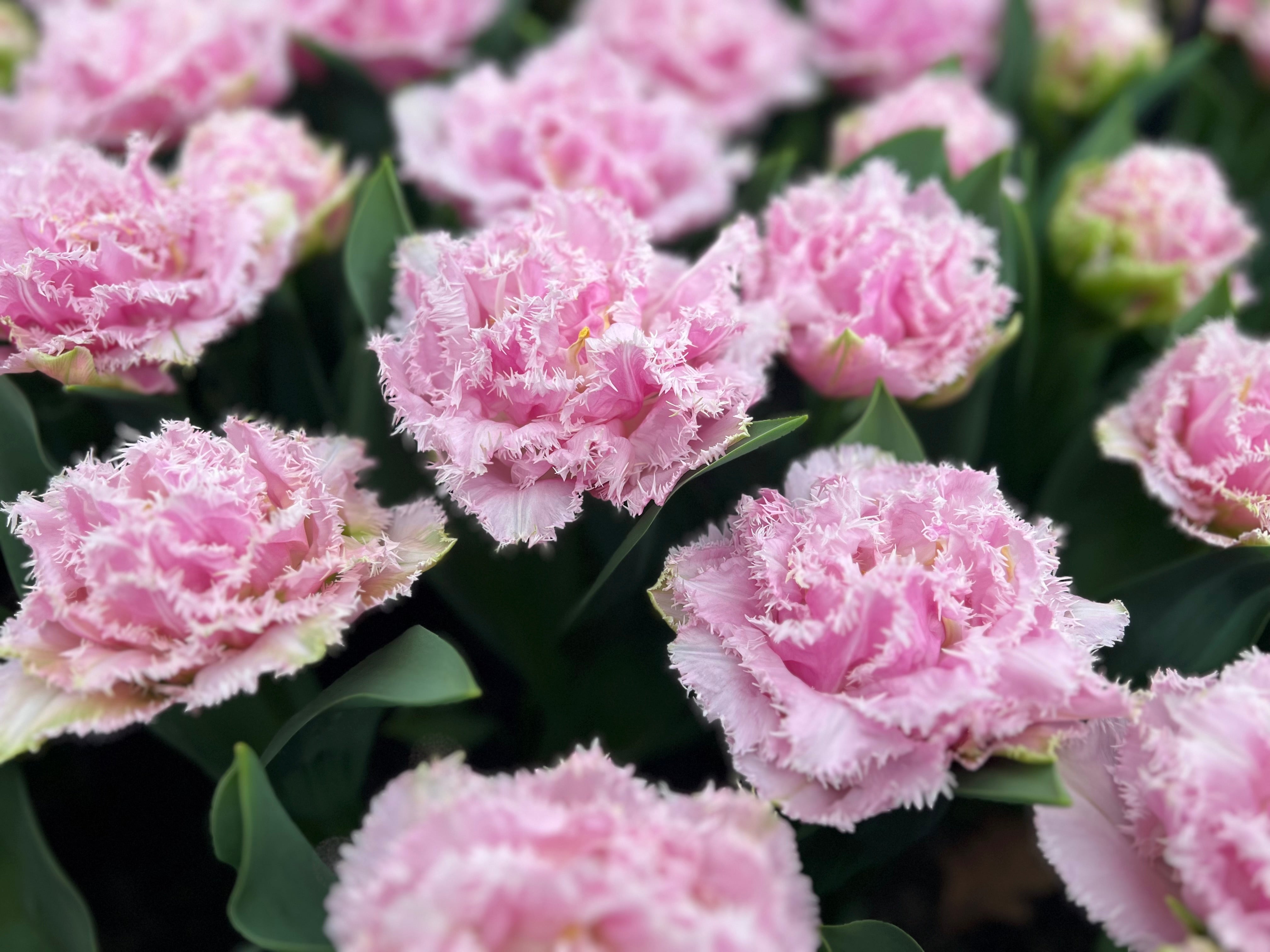 Cairns Tulip Bulbs - COMING SEPTEMBER 7TH AT 5PM