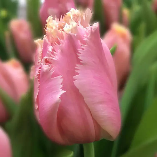 Heartbeat Tulip Bulbs - COMING SEPTEMBER 7TH AT 5PM