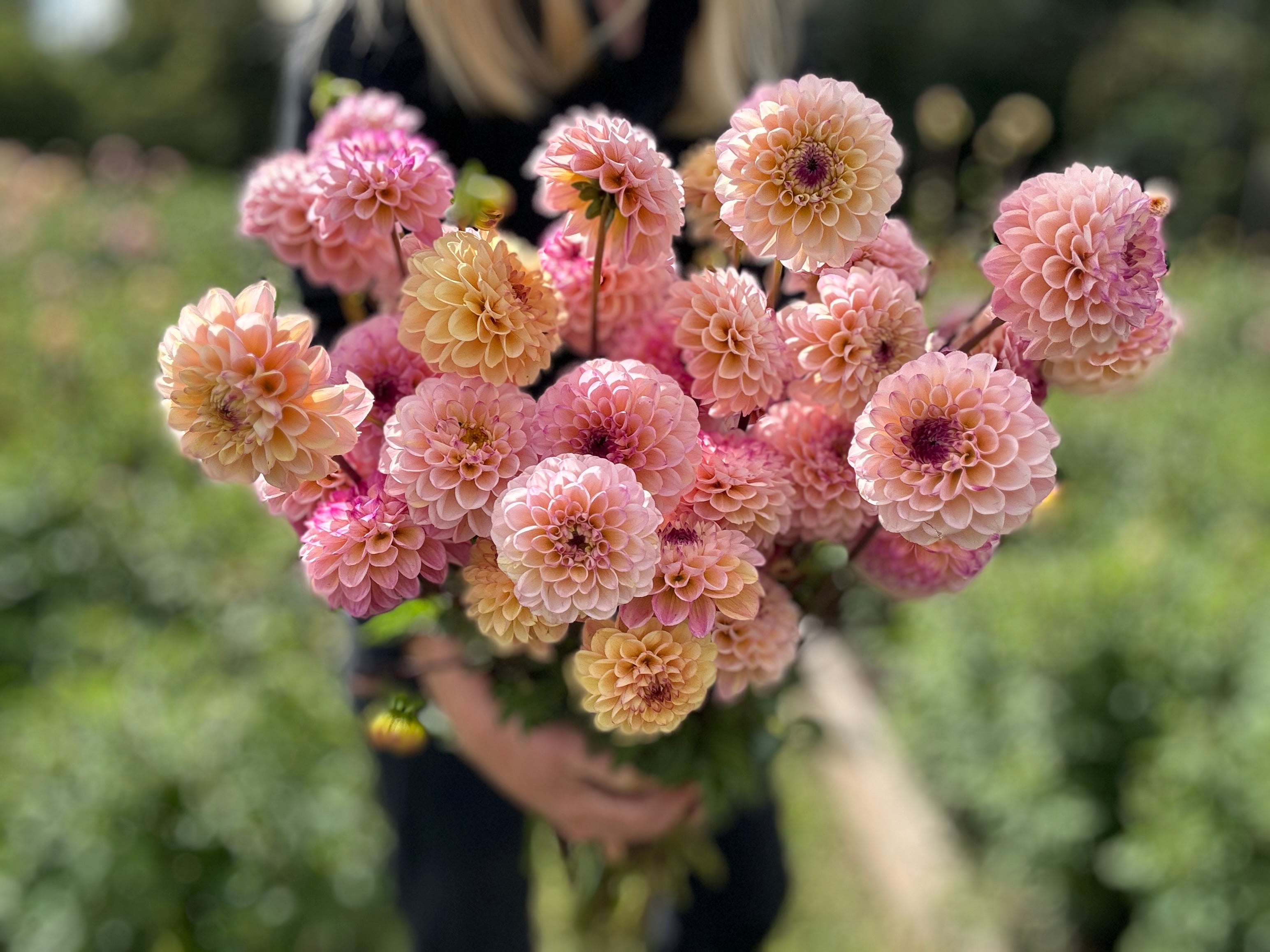 Wine Eyed Jill Dahlia Tuber - *Product NOT sold out*  SALES START MARCH 2026: Date TBA