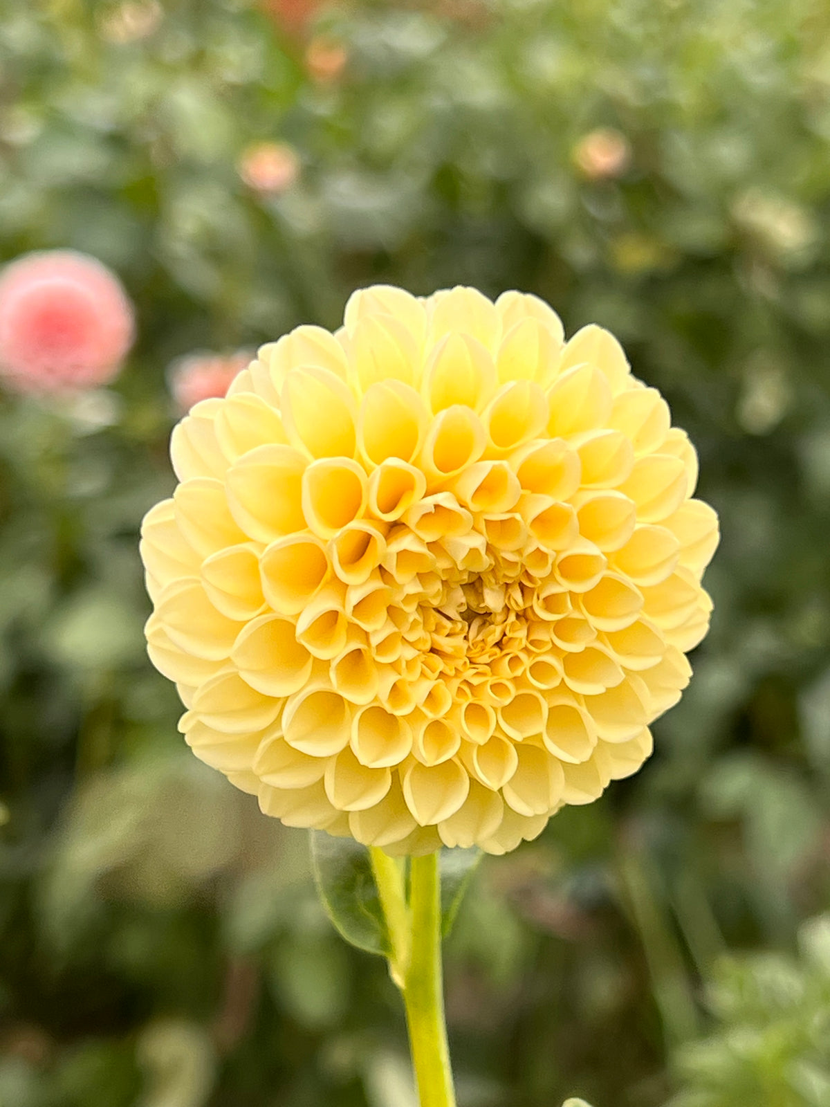 Creamy Dahlia Tuber - *Not Sold Out* SALE COMING IN MARCH OF 2027
