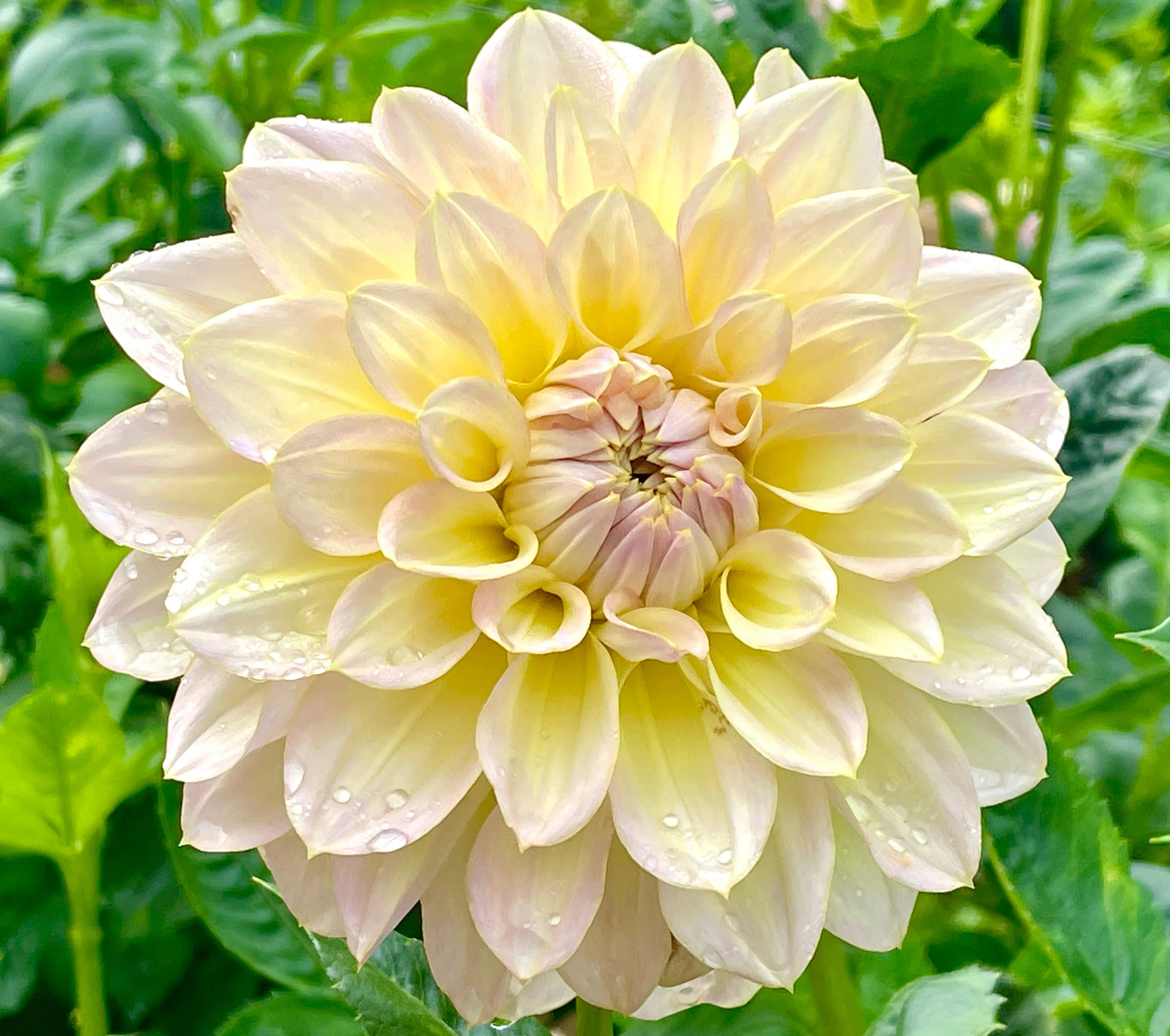 Alloway Cottage Dahlia Tuber *DUTCH TUBER STOCK*