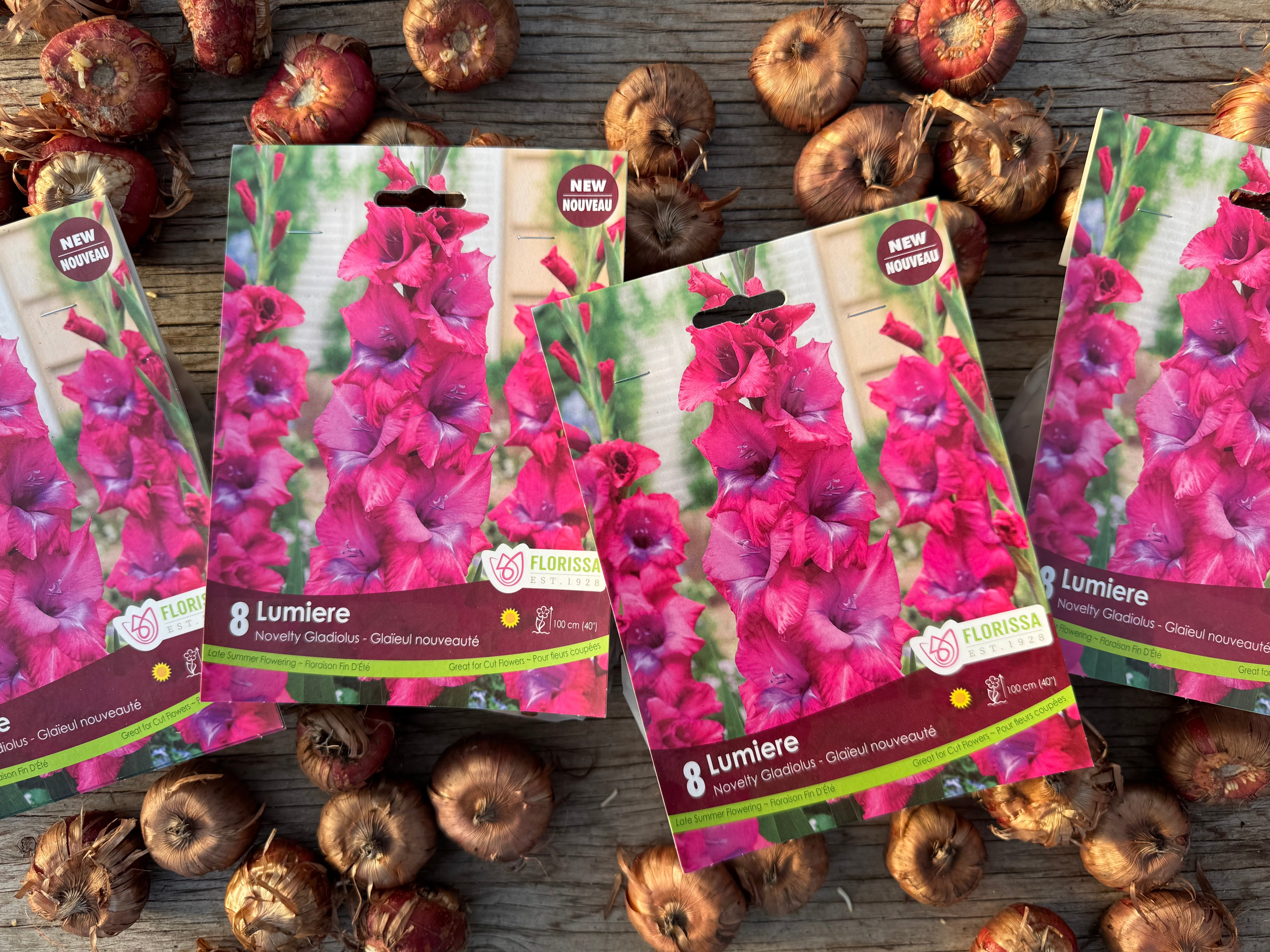 Lumiere Gladiolus Corms