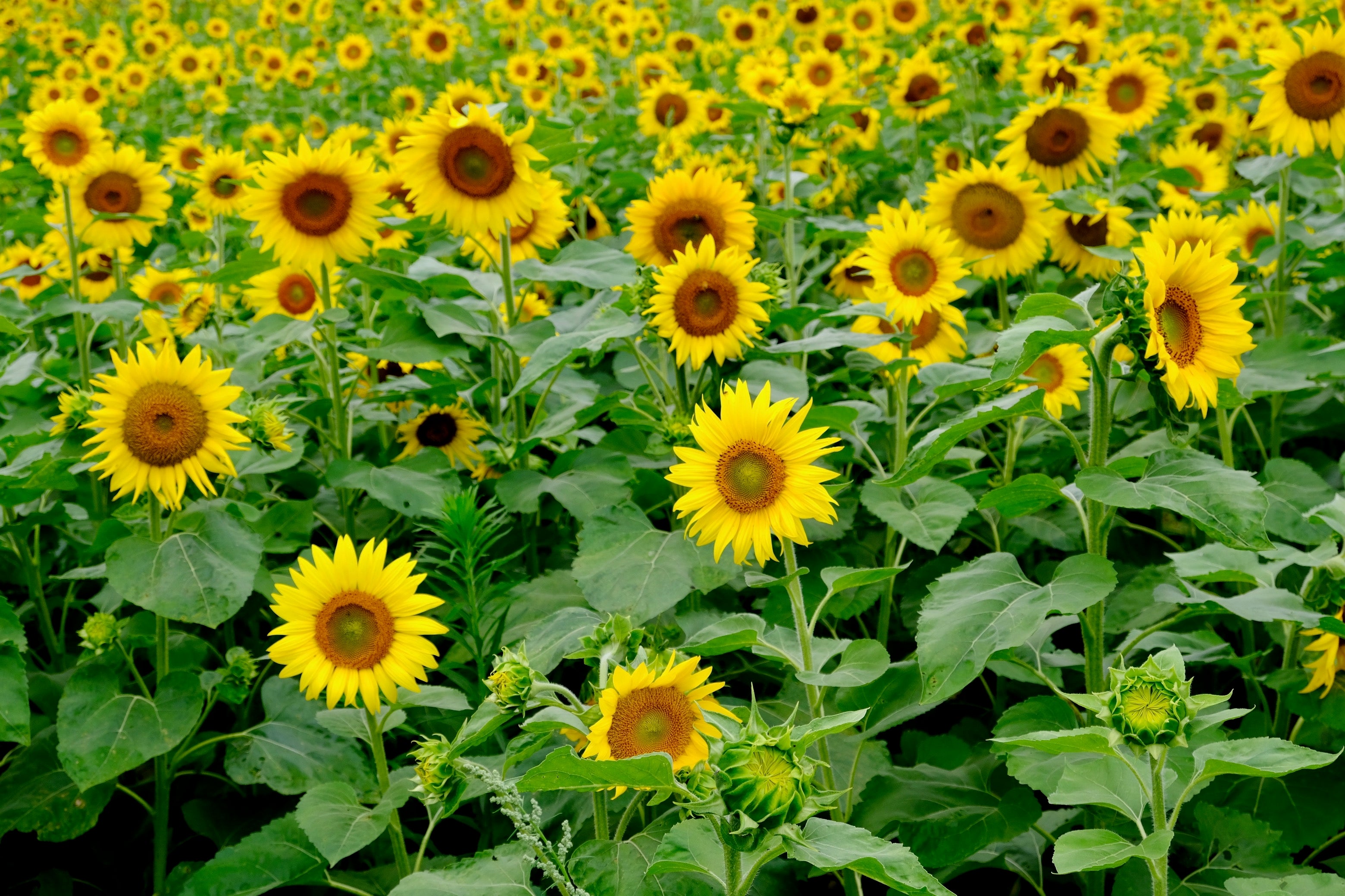Sunflower Field Visit: Friday August 7th