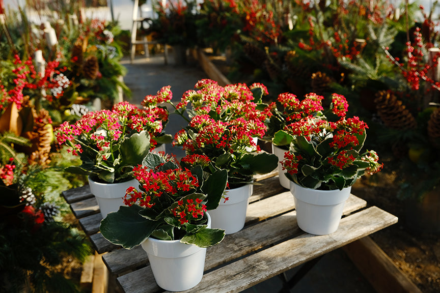 Sponsor a plant for a resident in Long Term Care: Our Community Christmas Gifting Program