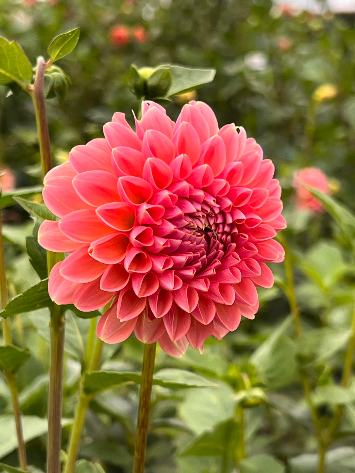 Linda's Baby Dahlia Tuber -  *Not Sold Out* SALE COMING IN MARCH OF 2027