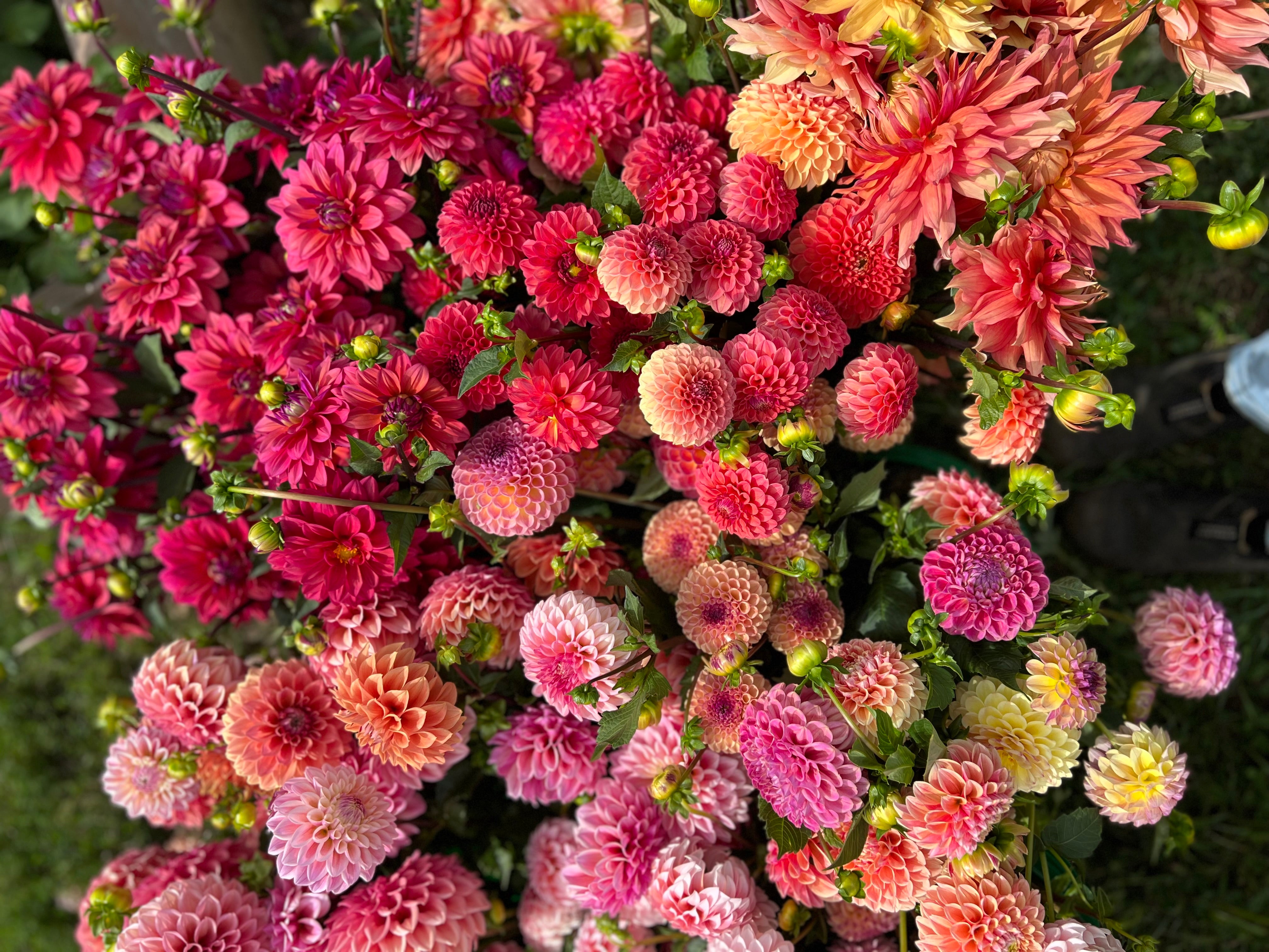Bulk DIY Bucket of Dahlias: Growers Choice Colour Palette