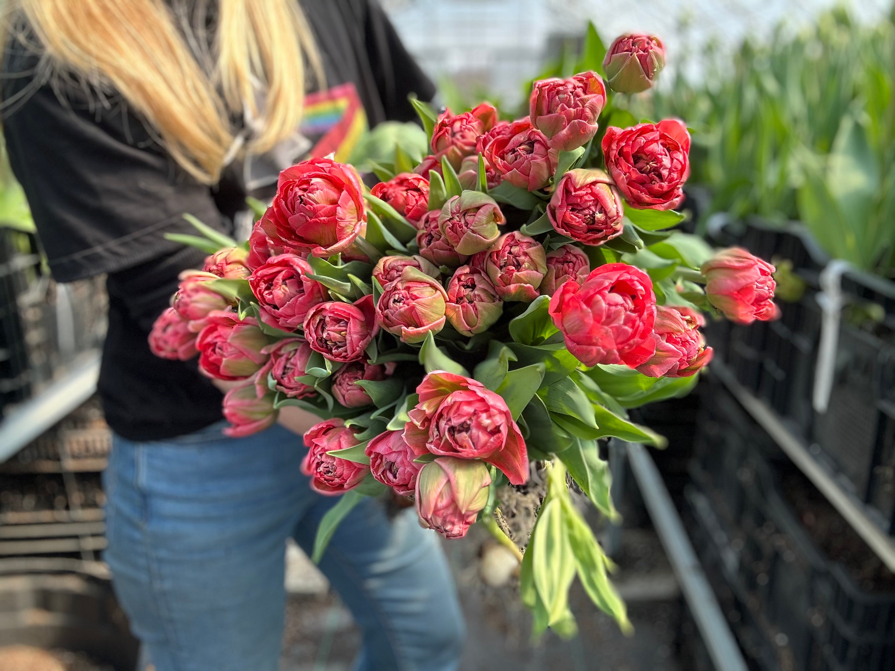 Taiwan Tulip Bulbs