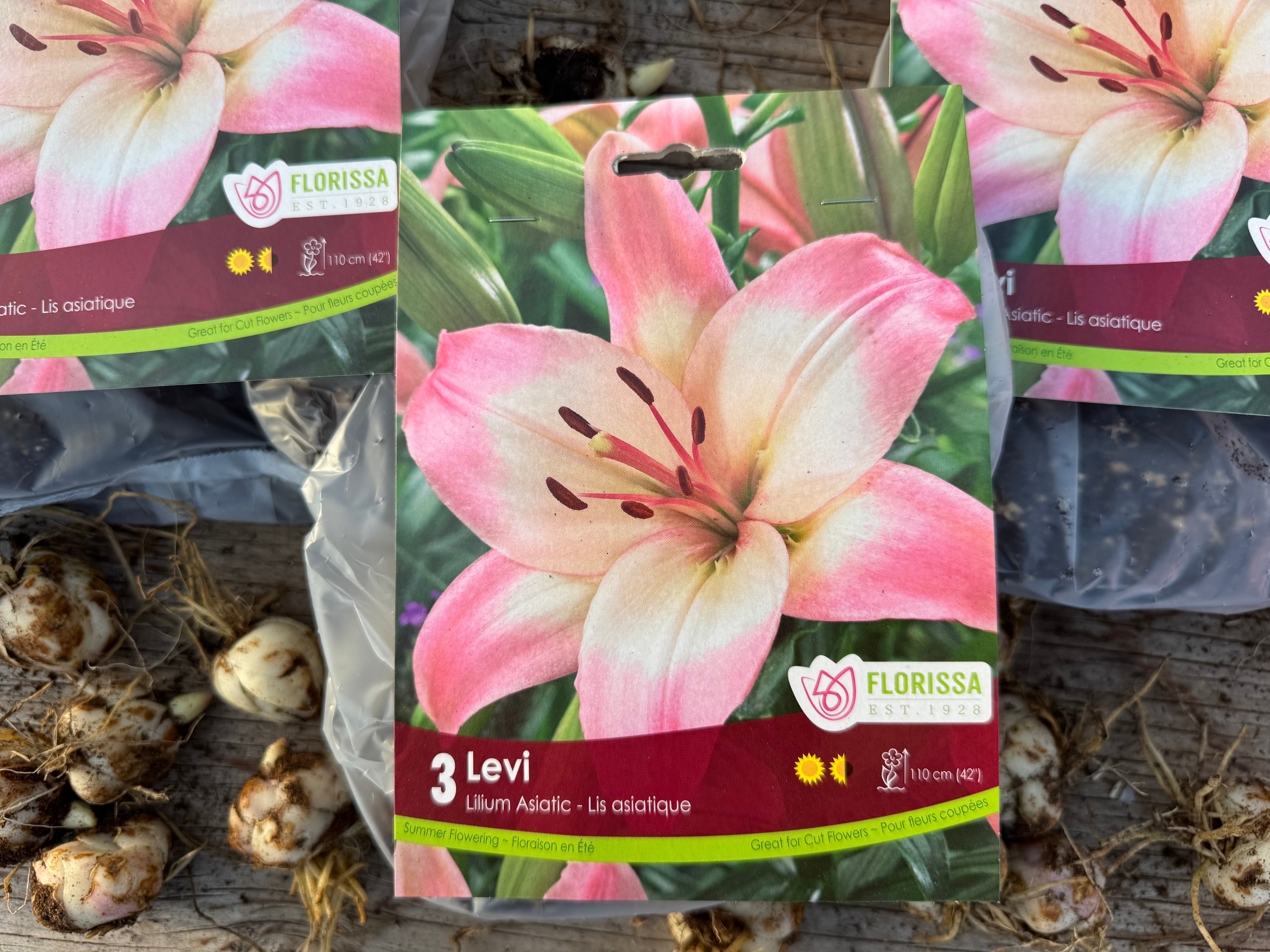 Levi Asiatic Lily Bulb