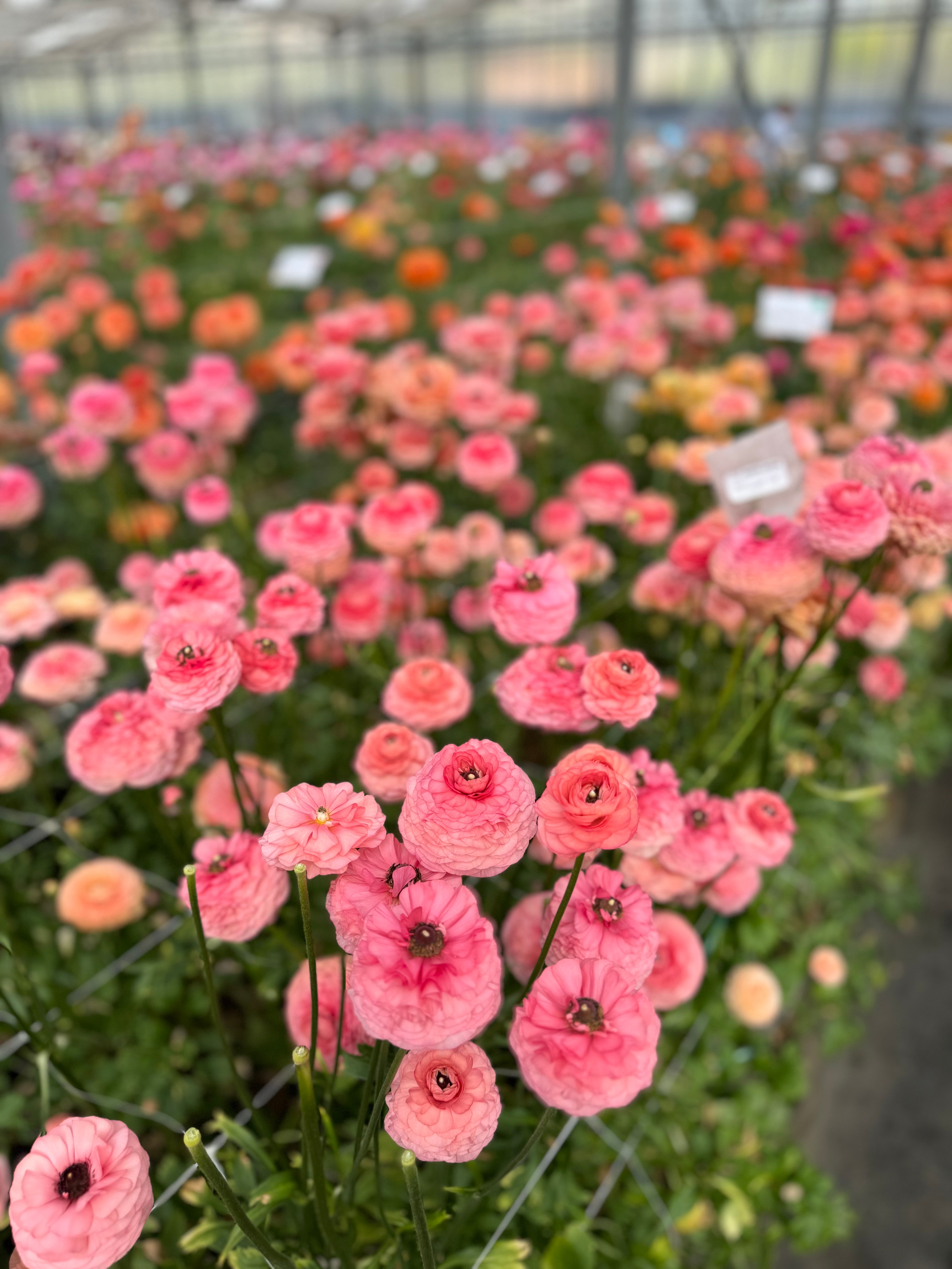 Italian Ranunculus Salmone Corms