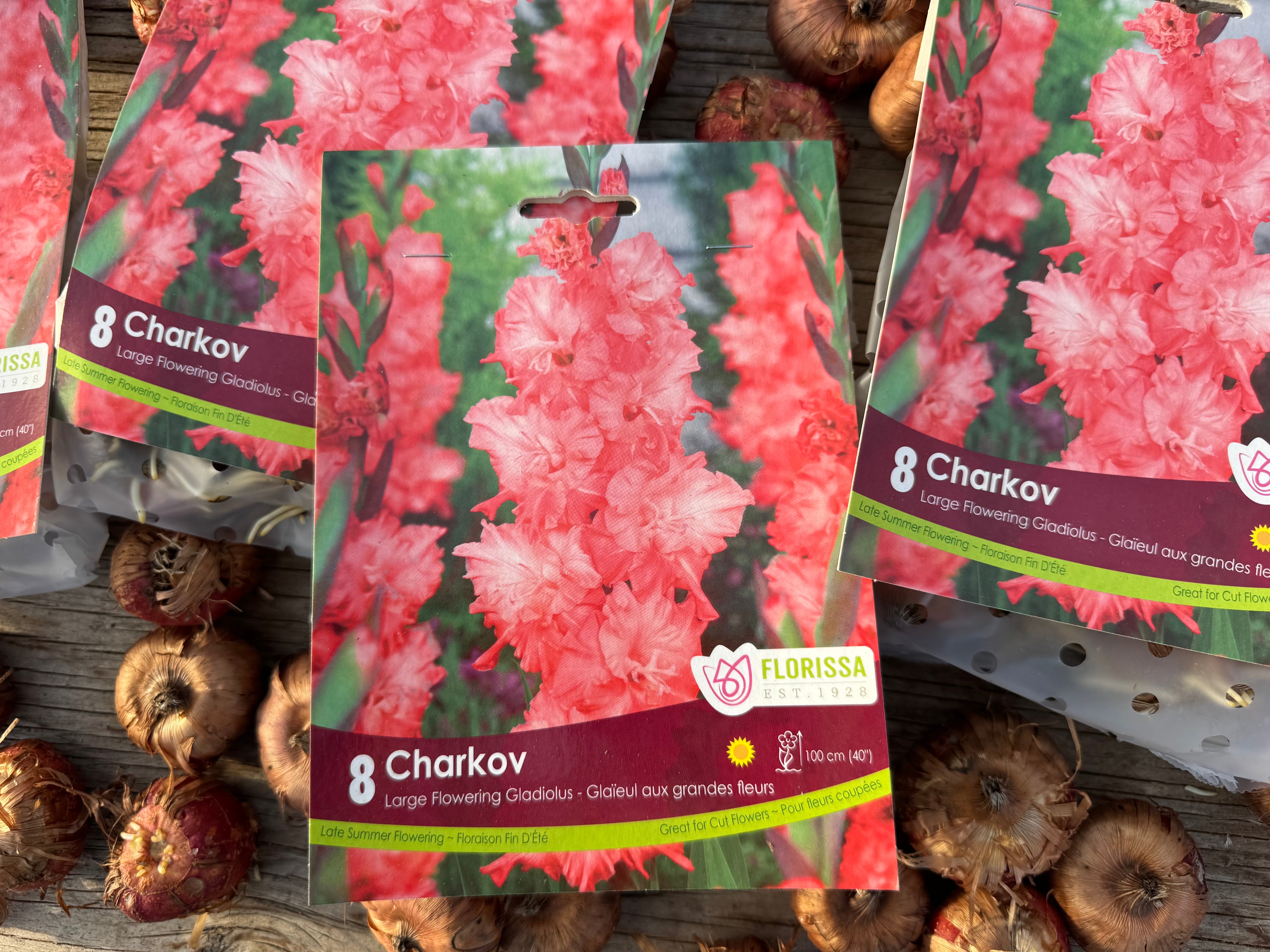 Charkov Gladiolus Corms