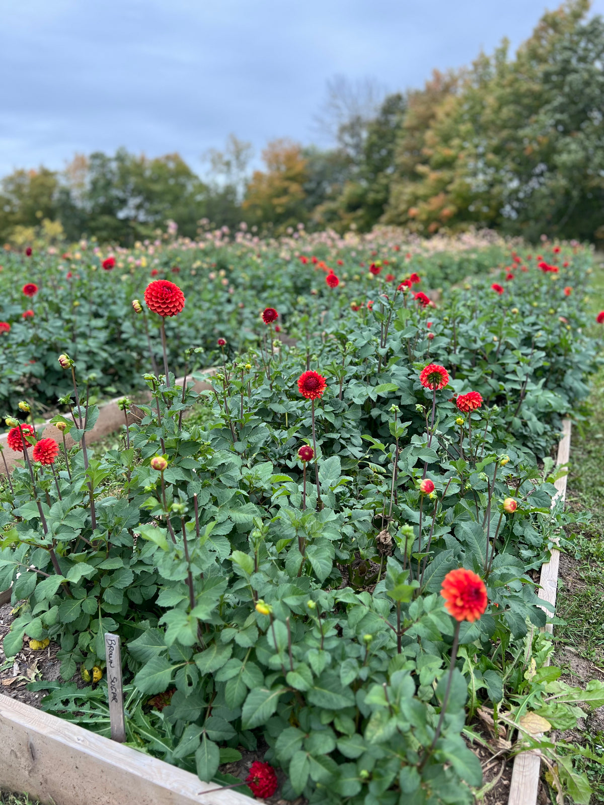 Brown Sugar Dahlia Tuber - *Not Sold Out* SALE COMING IN MARCH OF 2027