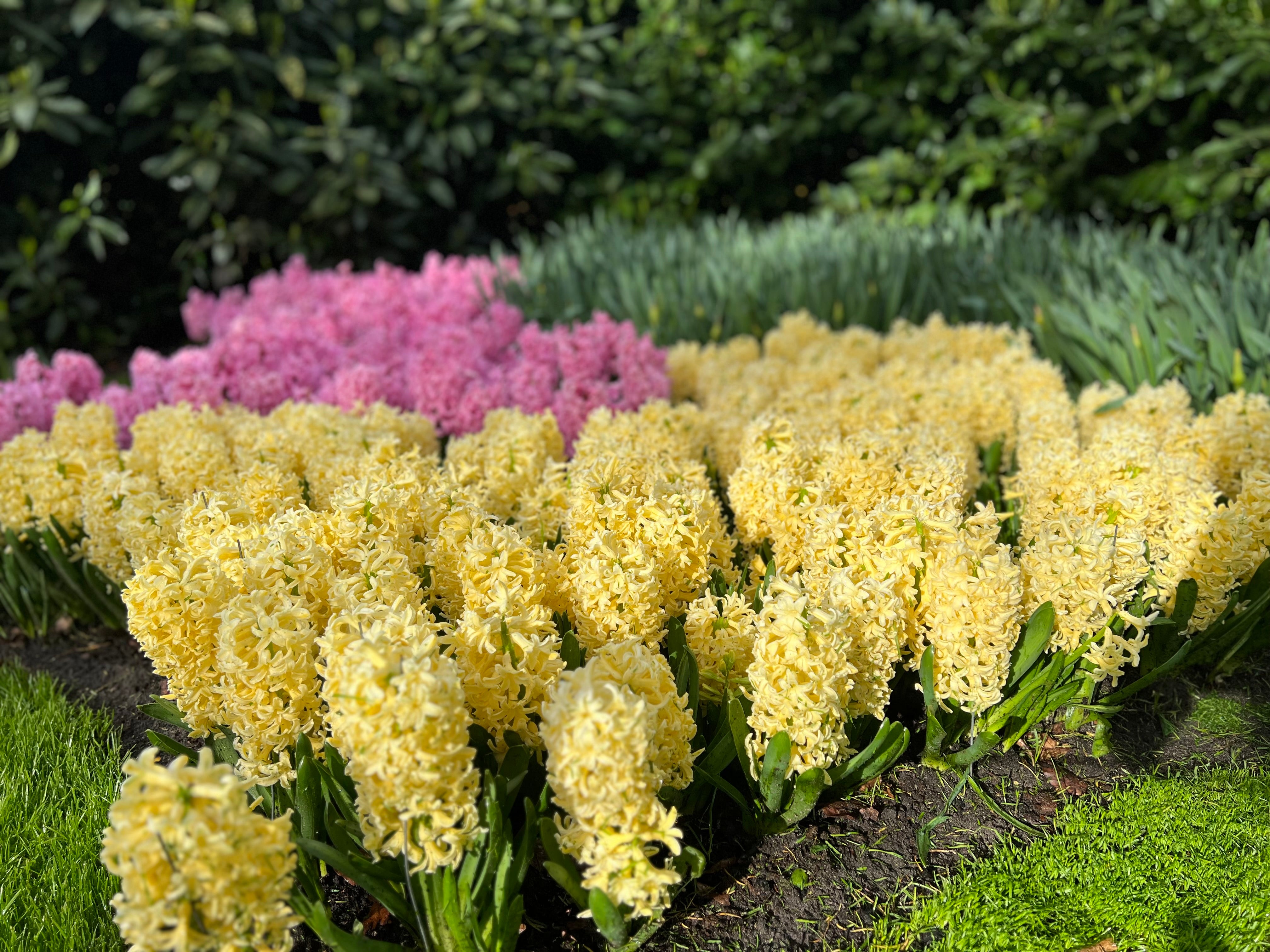City of Haarlem Hyacinth Bulbs - COMING SEPTEMBER 7TH AT 5PM