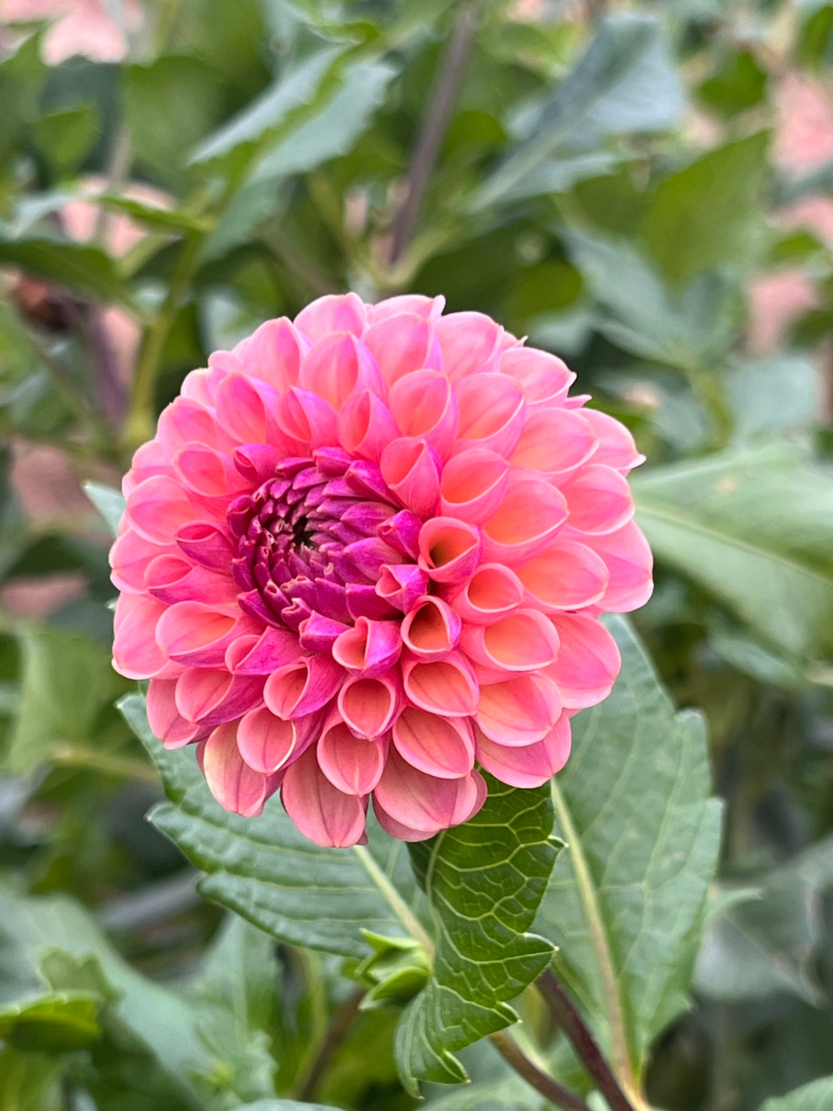 Caitlin's Joy Dahlia Tuber - *Not Sold Out* SALE COMING IN MARCH OF 2027
