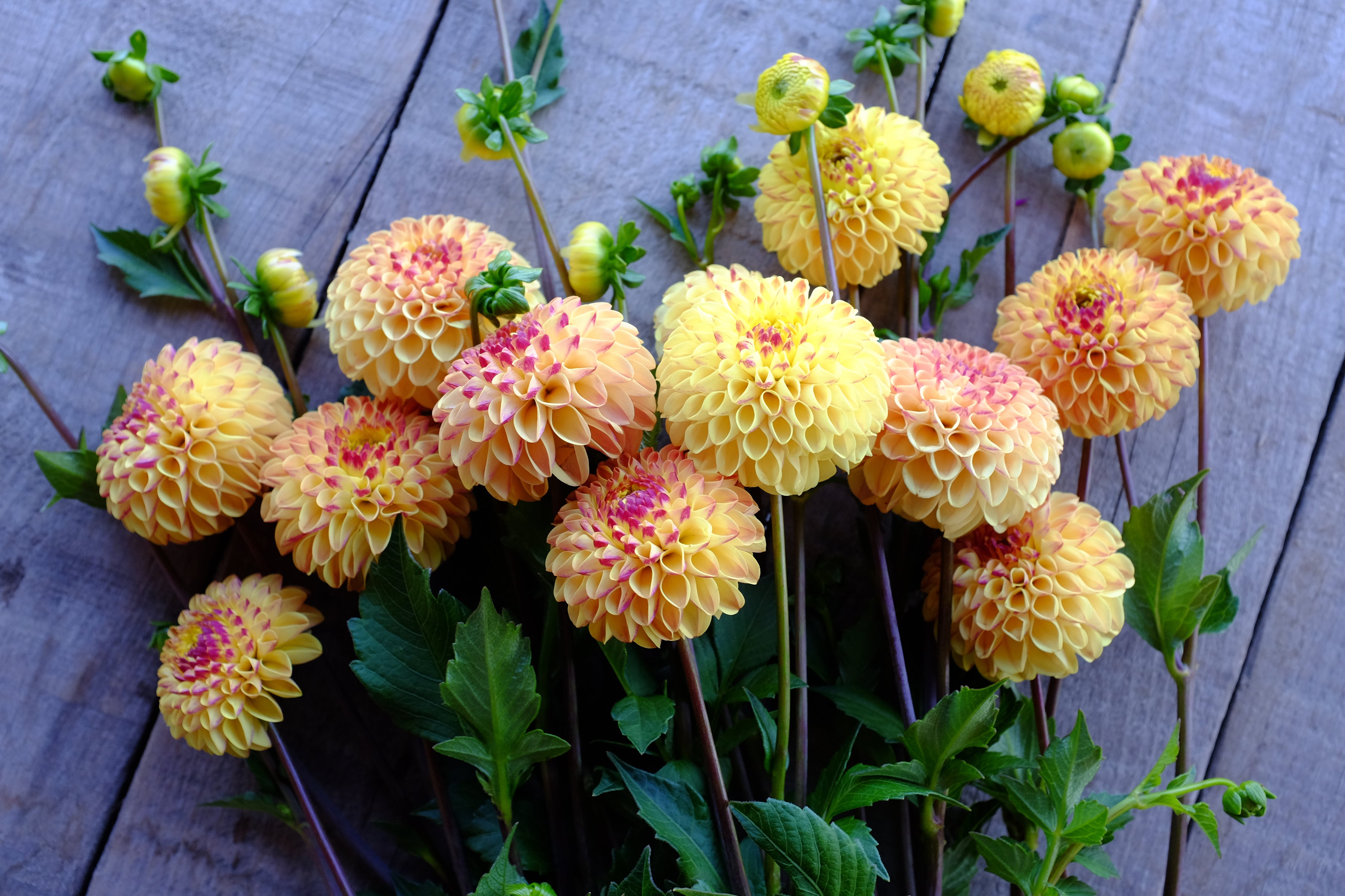 Wine Eyed Jill Yellow Dahlia Tuber *GROWN AT DAHLIA MAY*