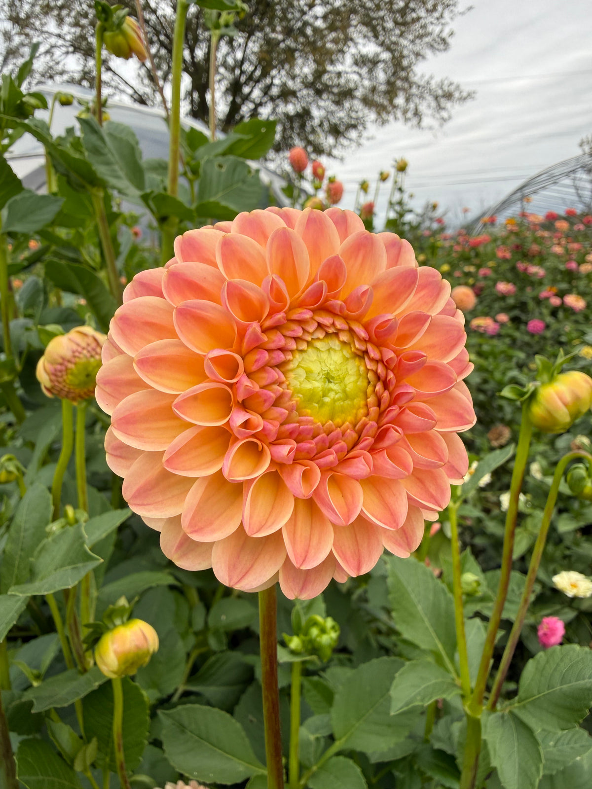 L.A.T.E Dahlia Tuber - *Not Sold Out* SALE COMING IN MARCH OF 2027