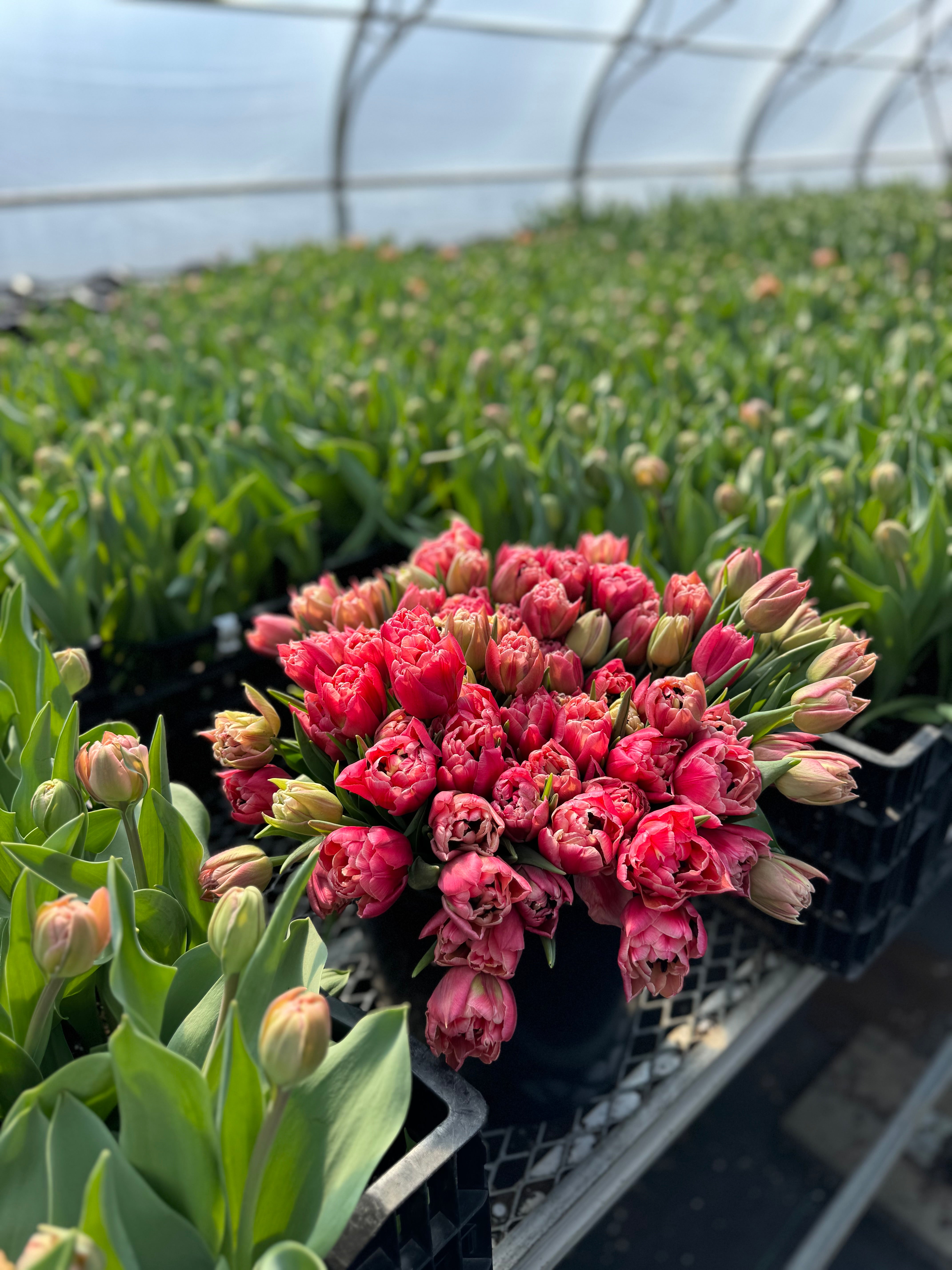 Verona Sunrise Tulip Bulbs - COMING SEPTEMBER 7TH AT 5PM