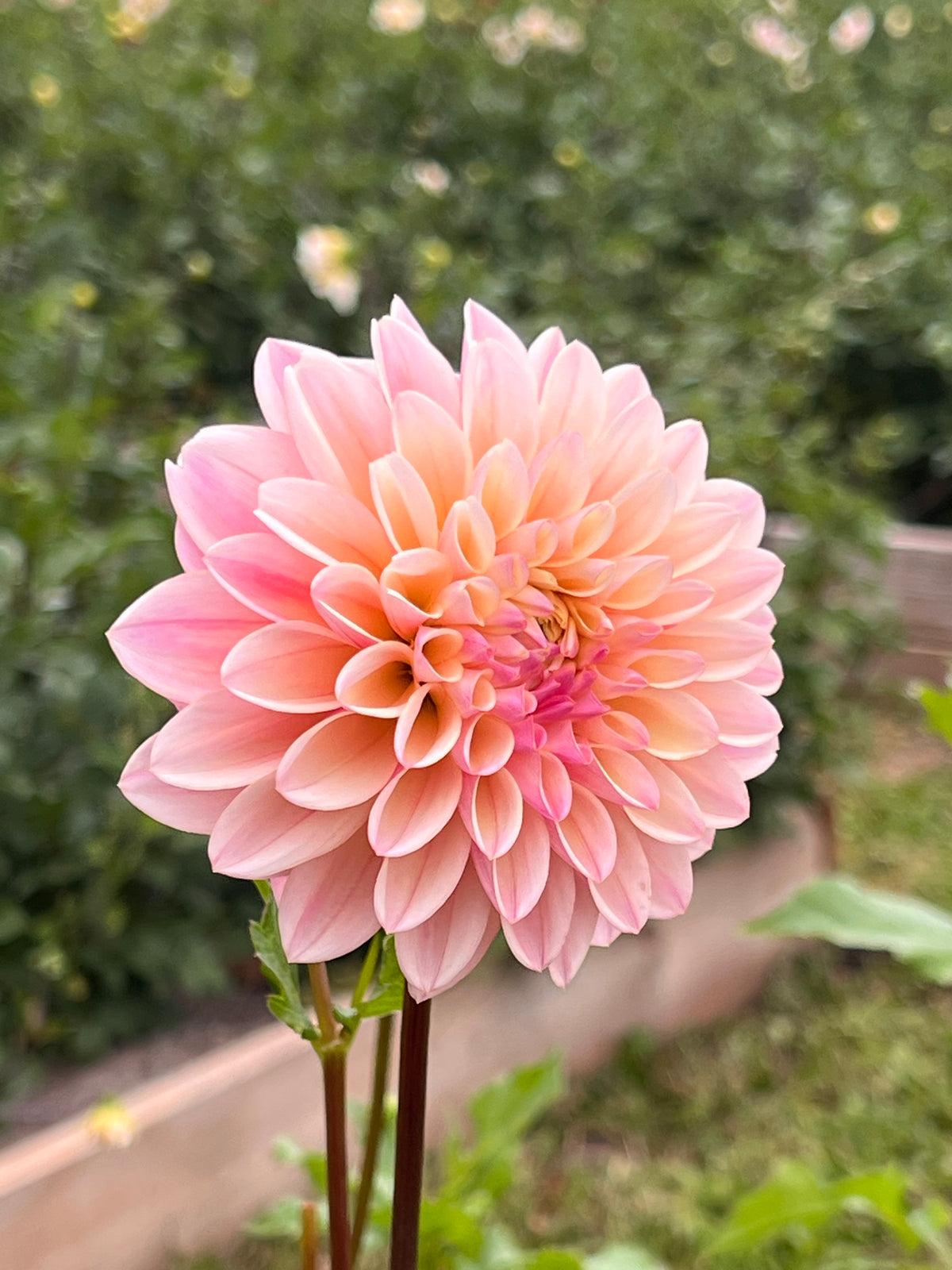 Coralie Dahlia Tuber - *Not Sold Out* SALE COMING IN MARCH OF 2027