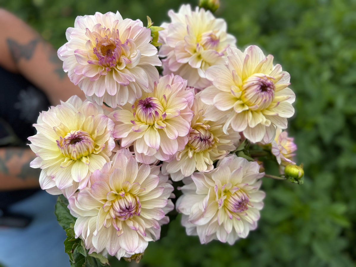 Masterclass Dahlia Tuber - *Product NOT sold out*  SALES START SUNDAY MARCH 1ST AT 4PM