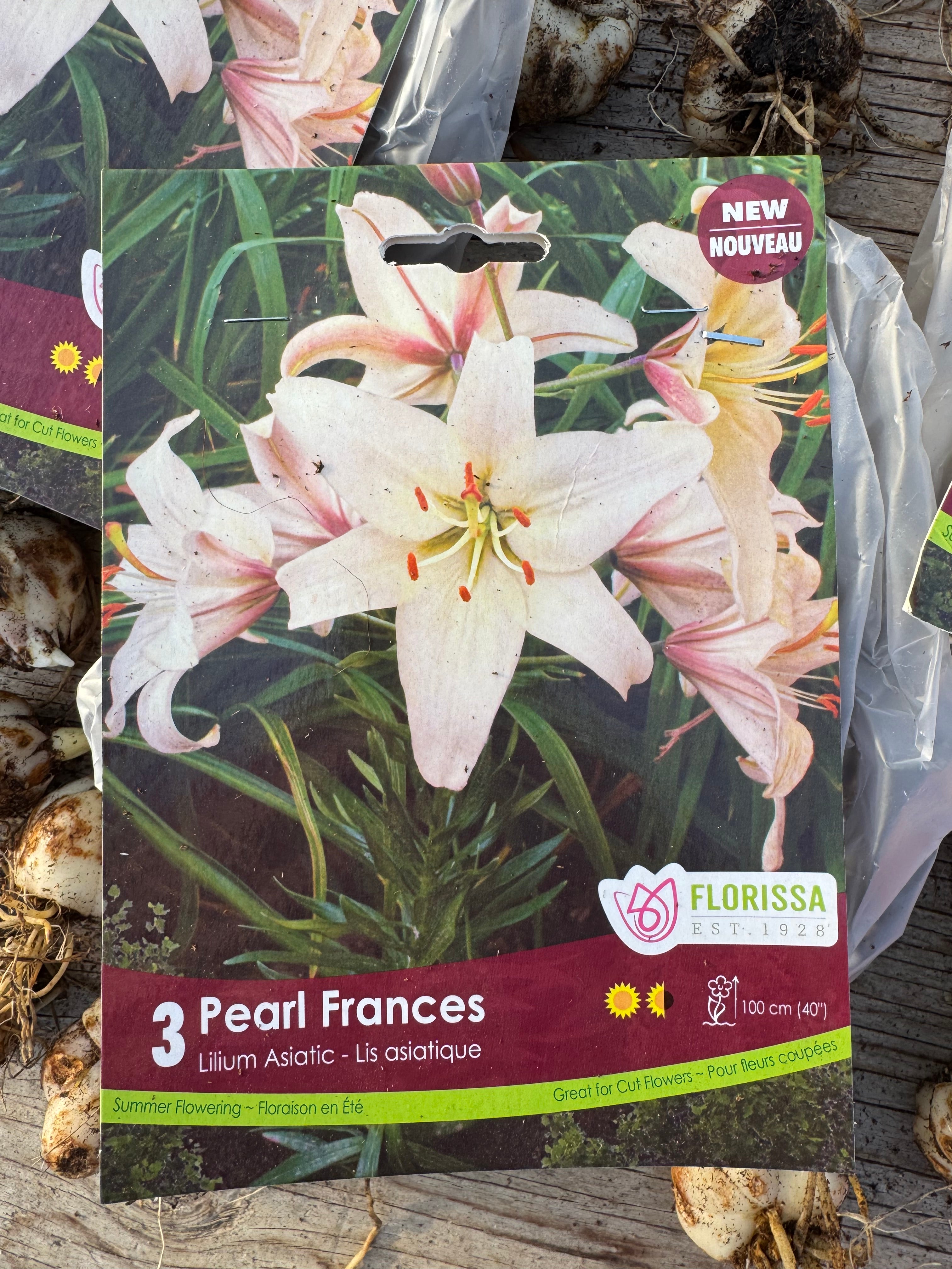Pearl Frances Asiatic Lily Bulb