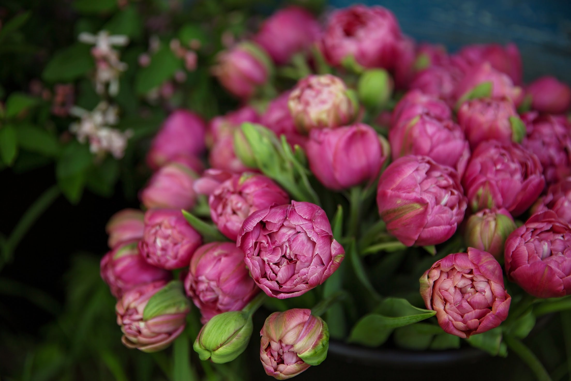 Amazing Grace Tulip Bulbs - COMING SEPTEMBER 7TH AT 5PM