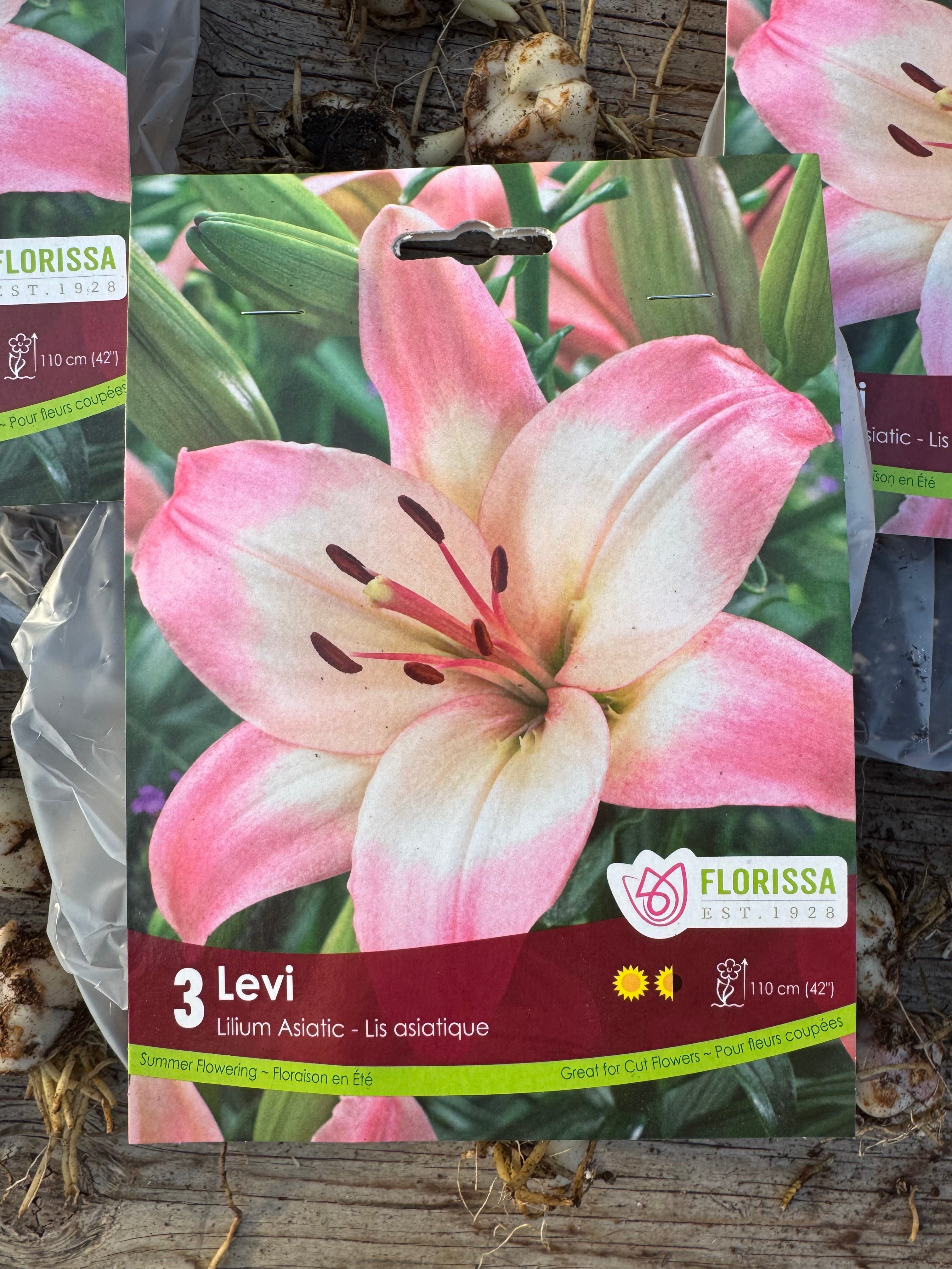 Levi Asiatic Lily Bulb