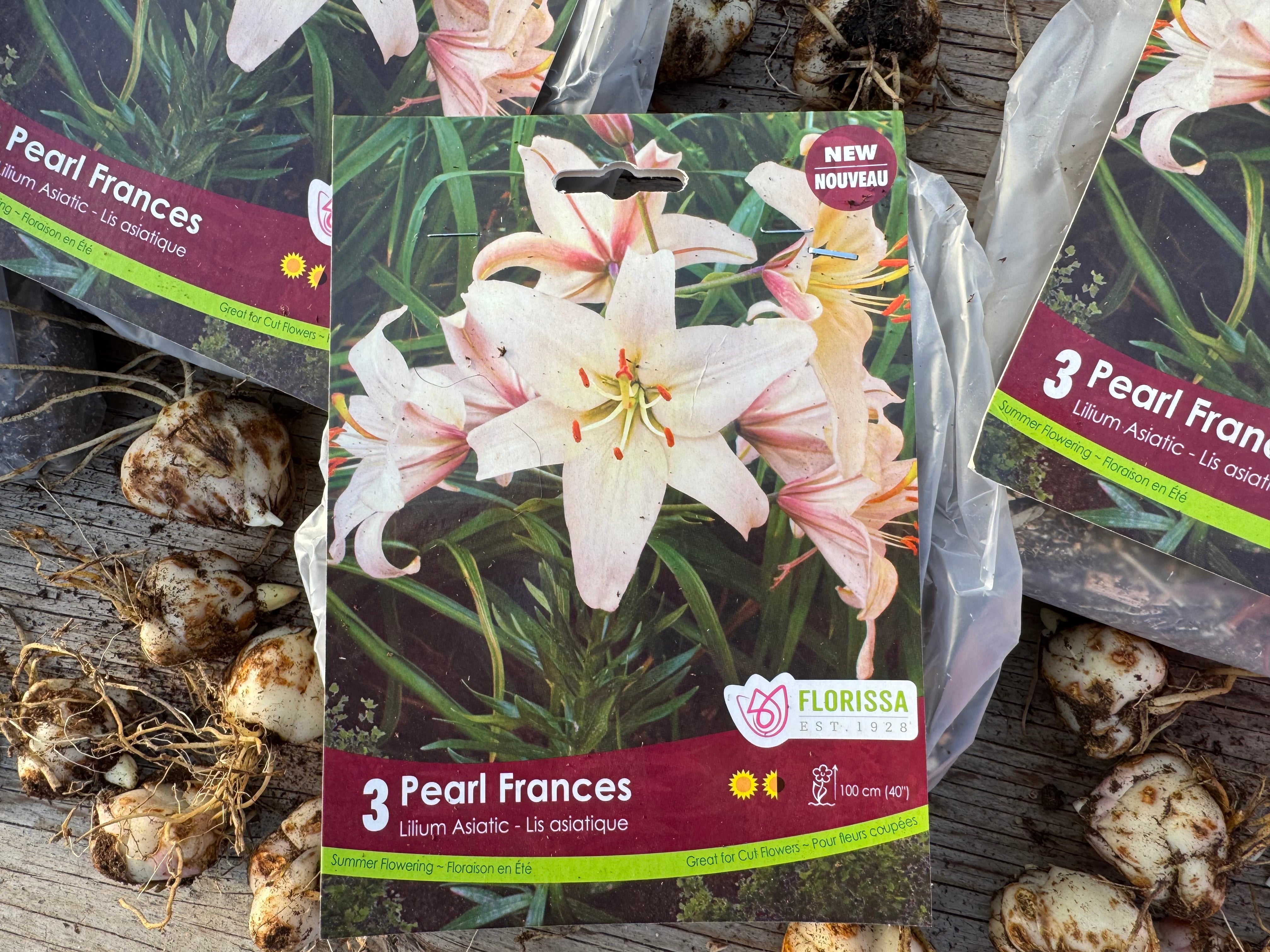 Pearl Frances Asiatic Lily Bulb