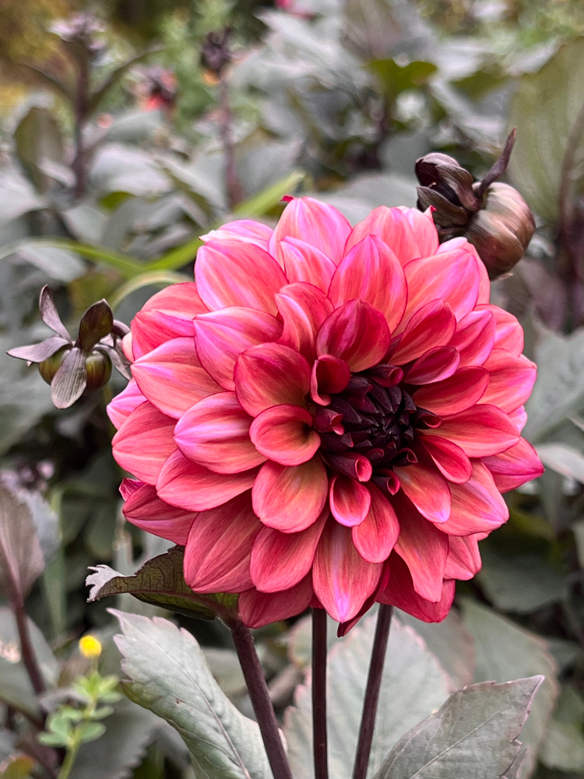 Night Silence Dahlia Tuber - *Product NOT sold out*  SALES START SUNDAY MARCH 1ST AT 4PM