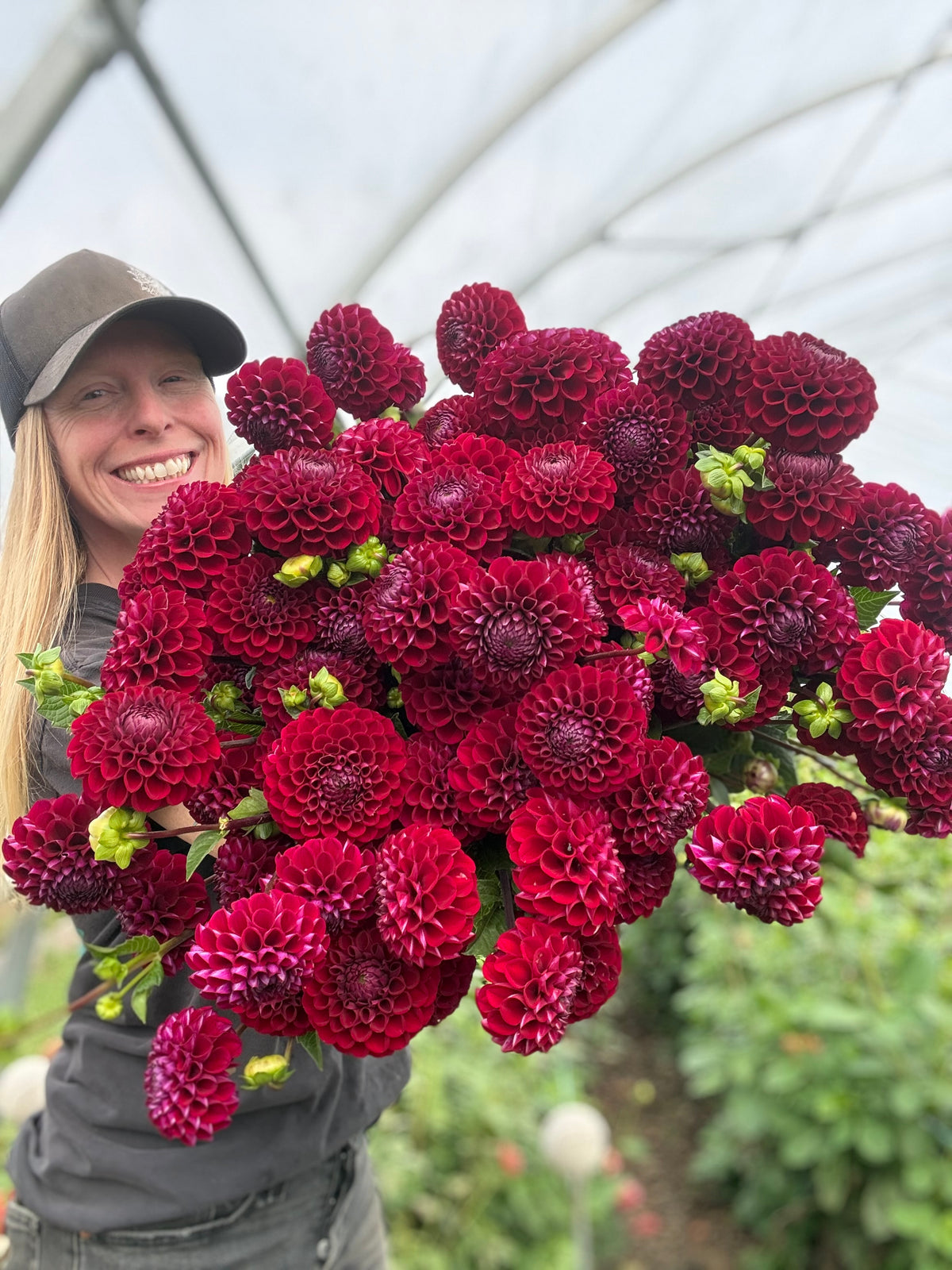 Ivanetti Dahlia Tuber - *Product NOT sold out* SALES START SUNDAY MARCH 1ST AT 4PM