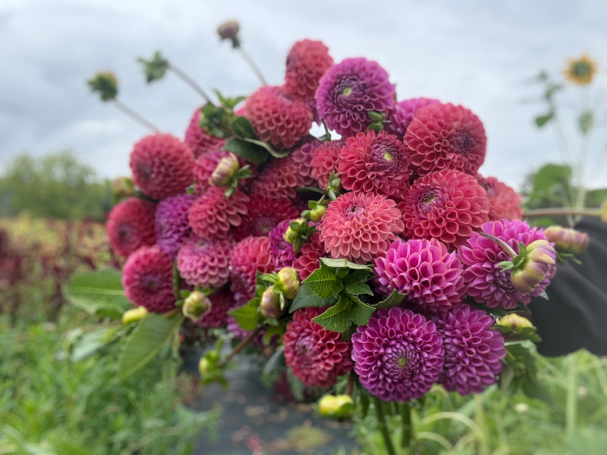 Caitlin's Joy Dahlia Tuber - *Not Sold Out* SALE COMING IN MARCH OF 2027