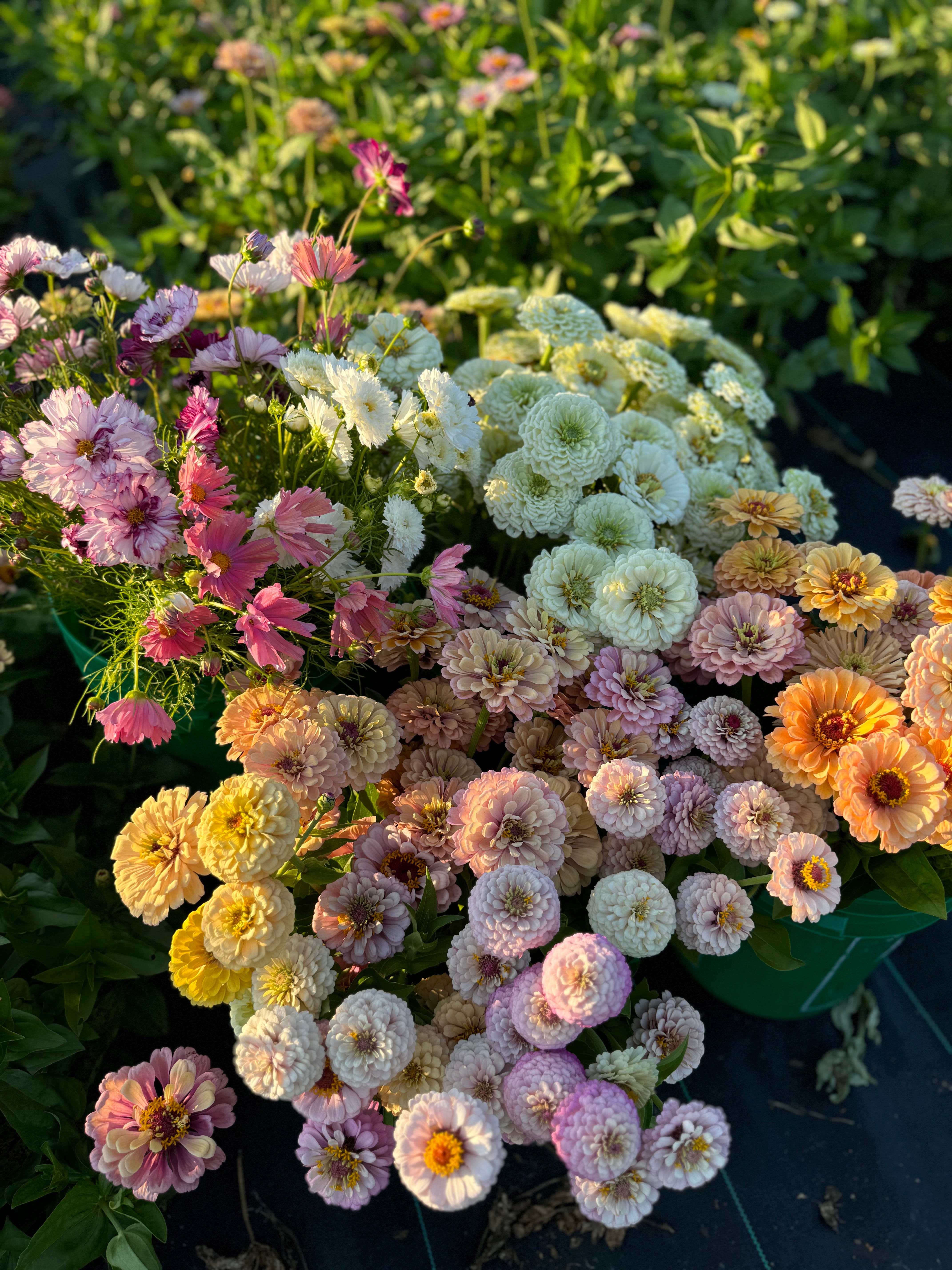 A bucket of freshly harvested zinnias and cosmos sits in front of a flower field. 