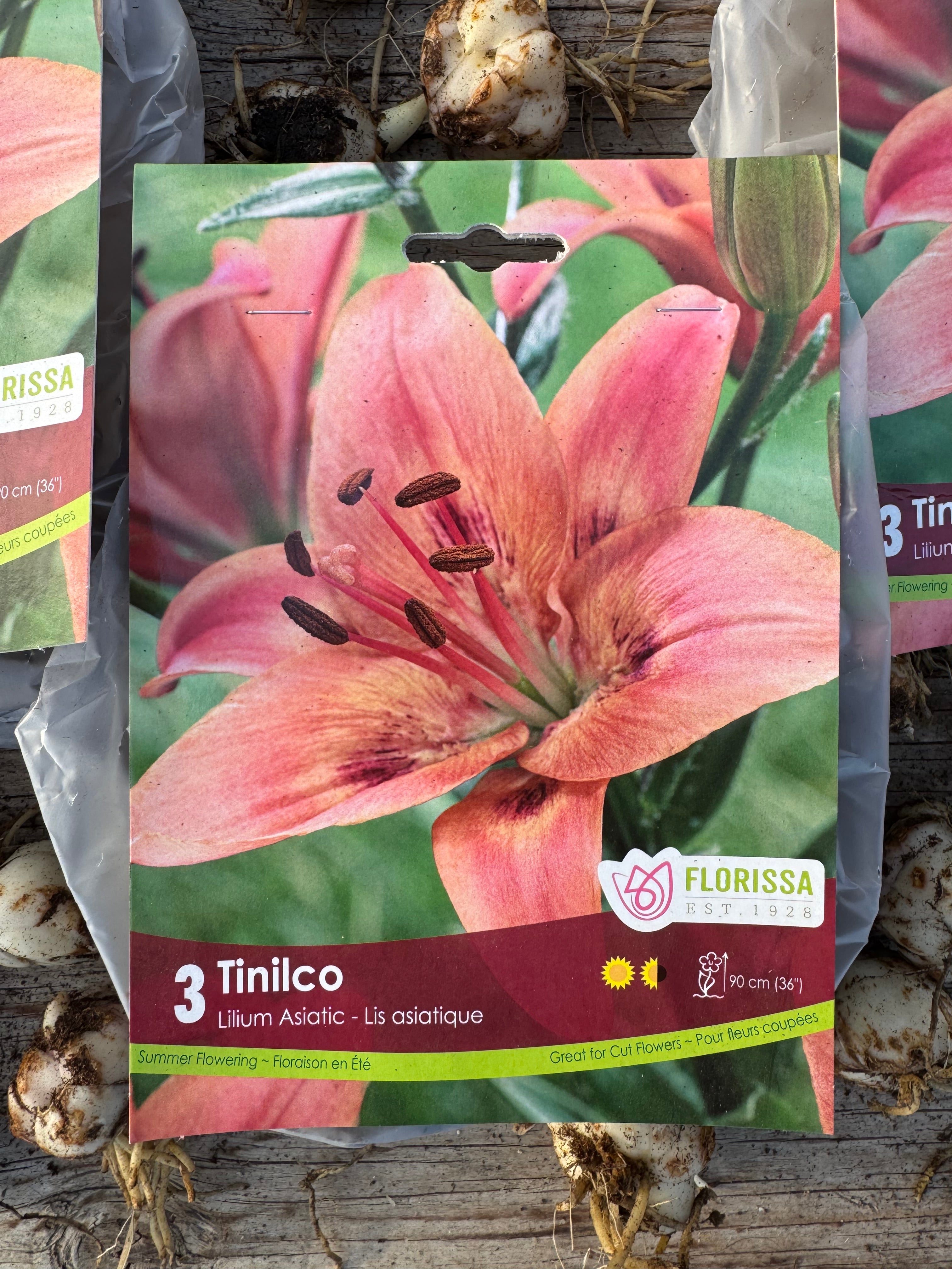 Tinilco Asiatic Lily Bulb
