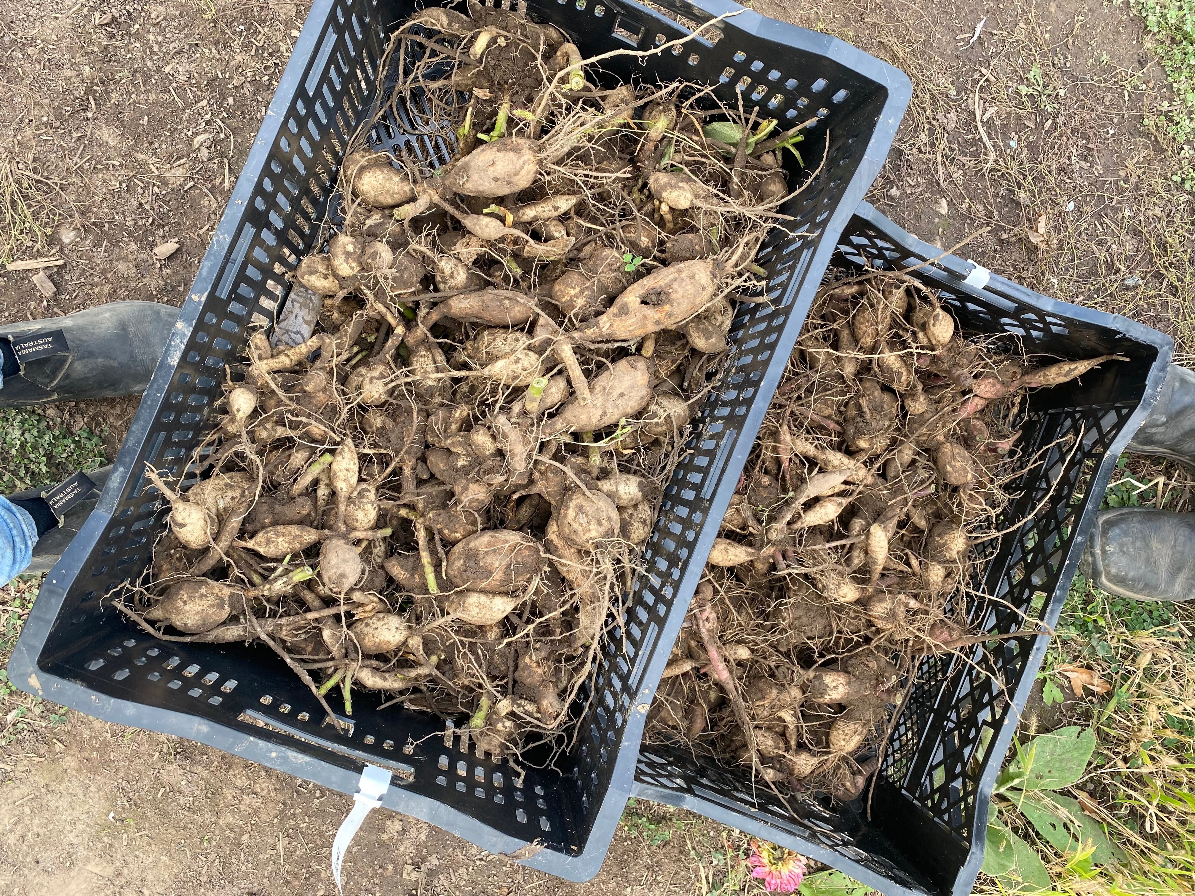 Learn To Split And Store Your Dahlia Tubers