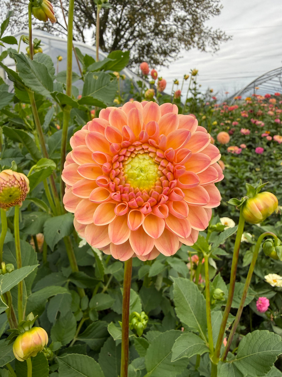 L.A.T.E Dahlia Tuber - *Not Sold Out* SALE COMING IN MARCH OF 2027