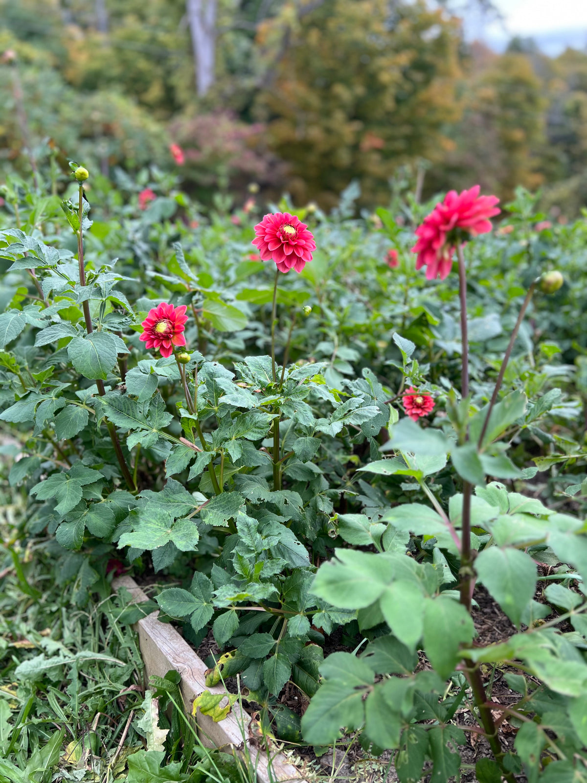 Salmon Runner Dahlia Tuber - *Not Sold Out* SALE COMING IN MARCH OF 2027