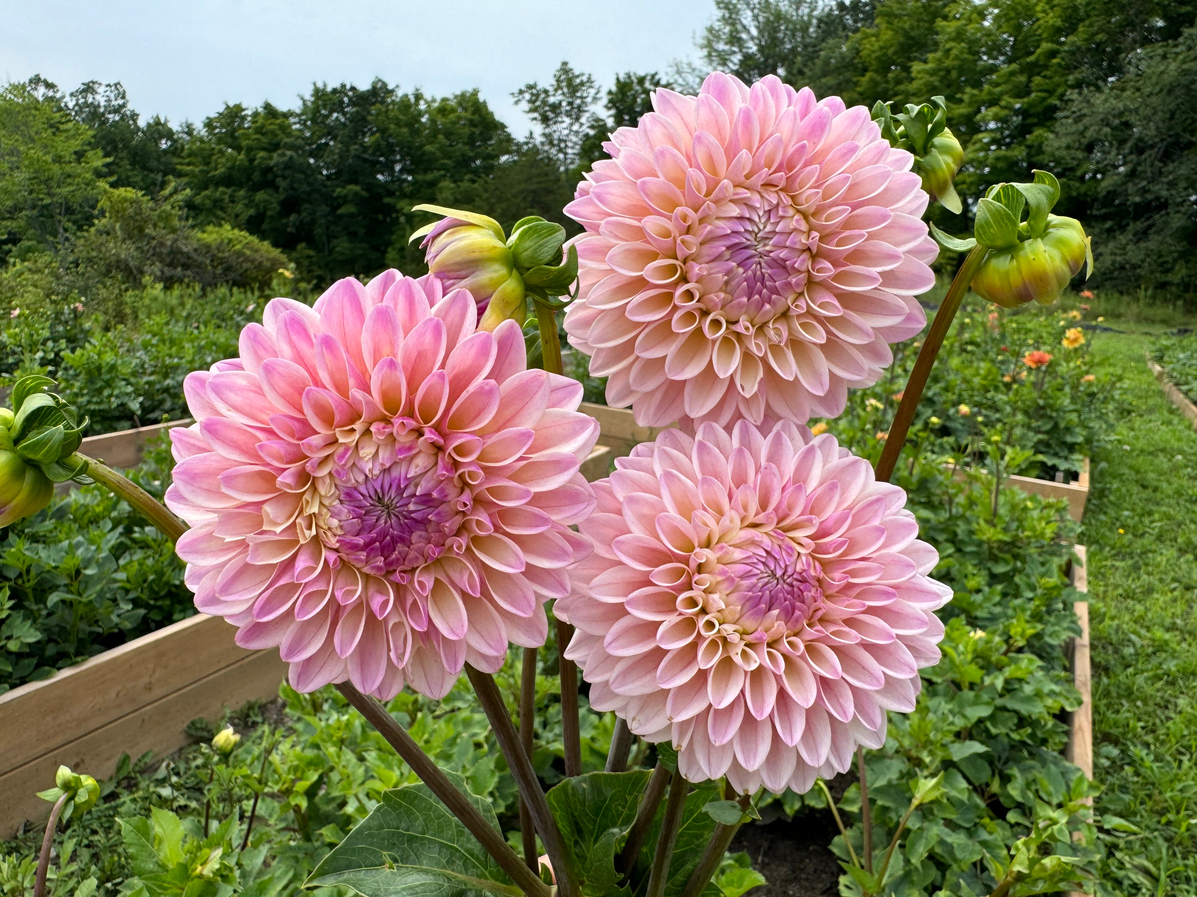 Coralie Dahlia Tuber - *Product NOT sold out*  SALES START MARCH 2026: Date TBA