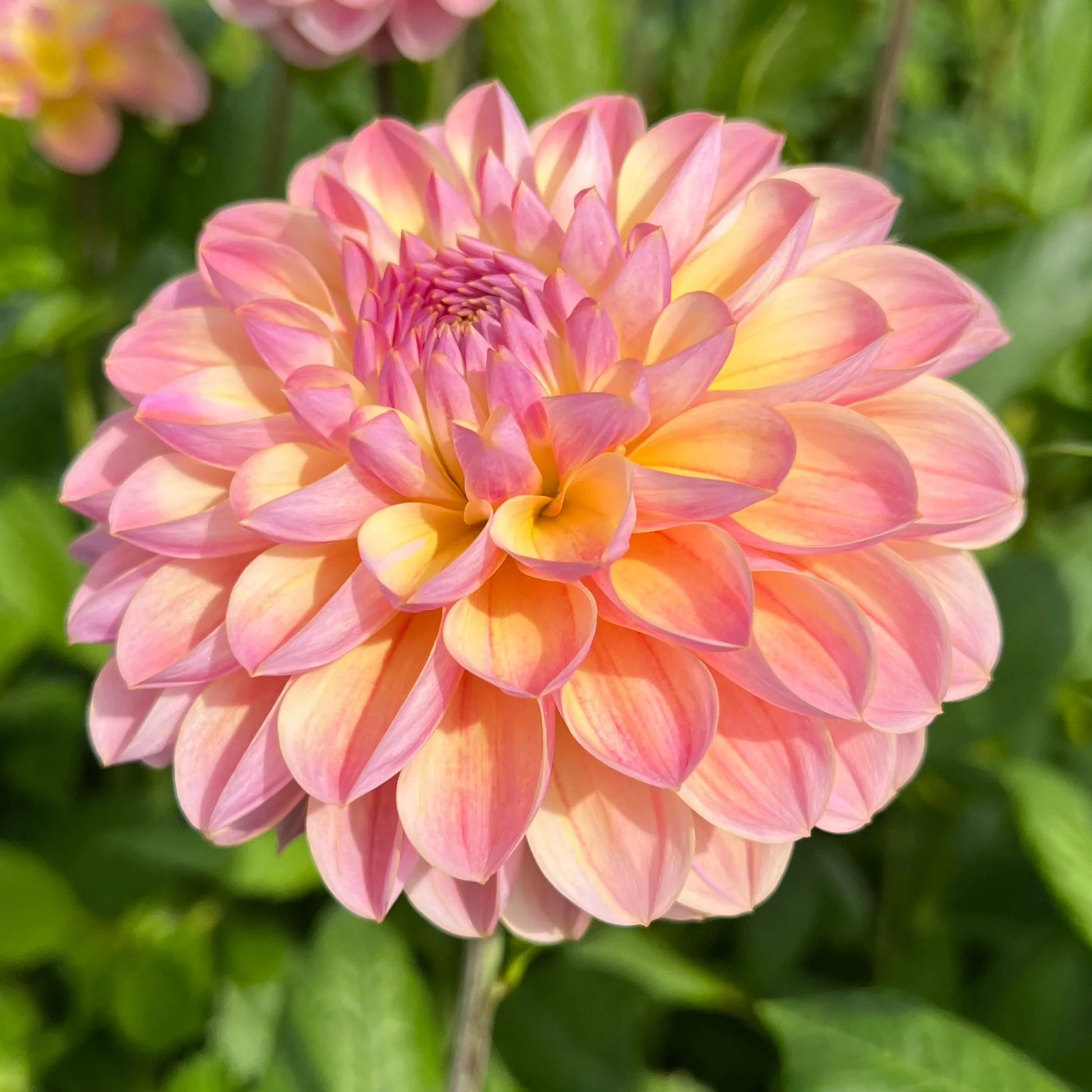 Hapet Pastel Dahlia Tuber *DUTCH TUBER STOCK*