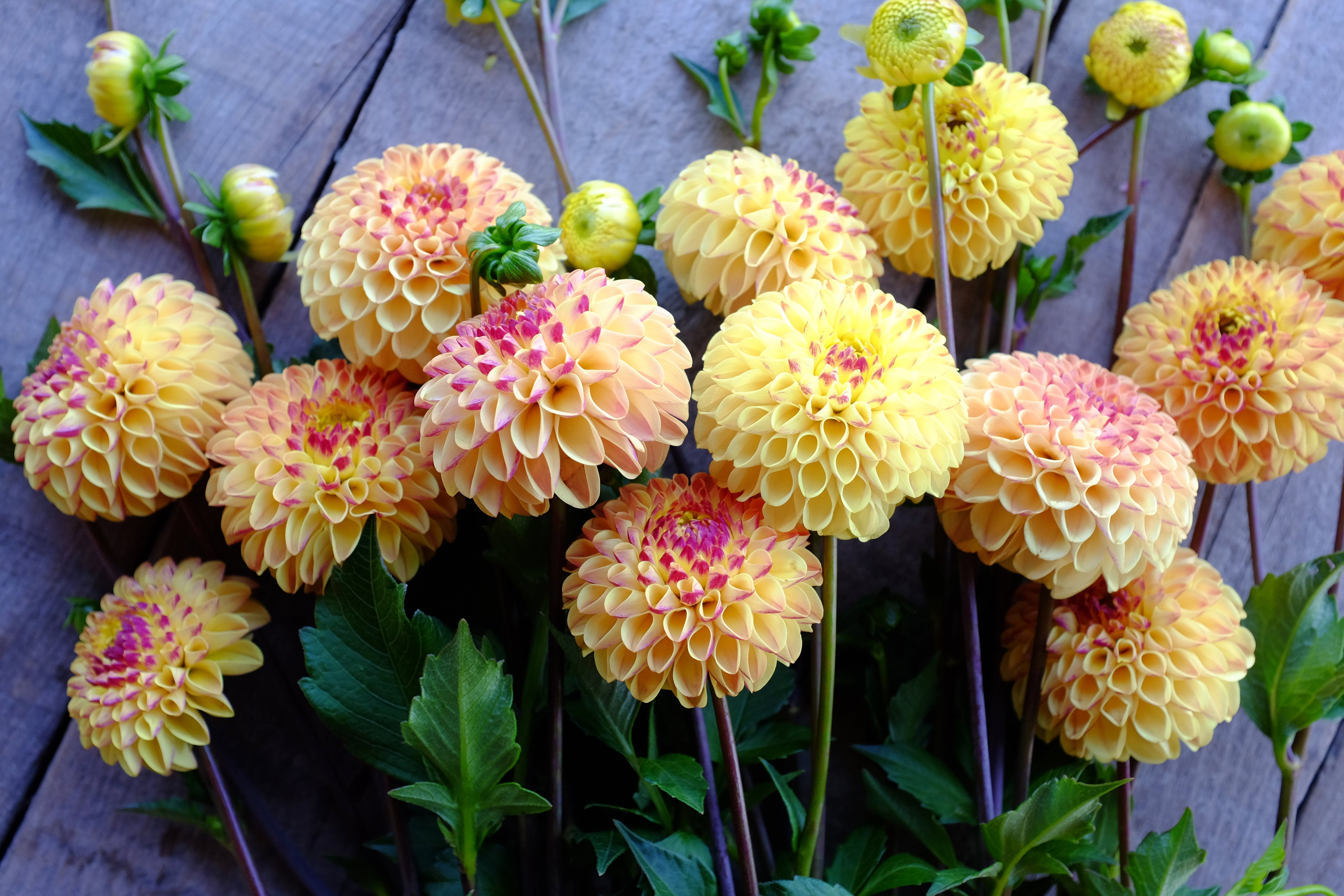 Wine Eyed Jill Yellow Dahlia Tuber *GROWN AT DAHLIA MAY*