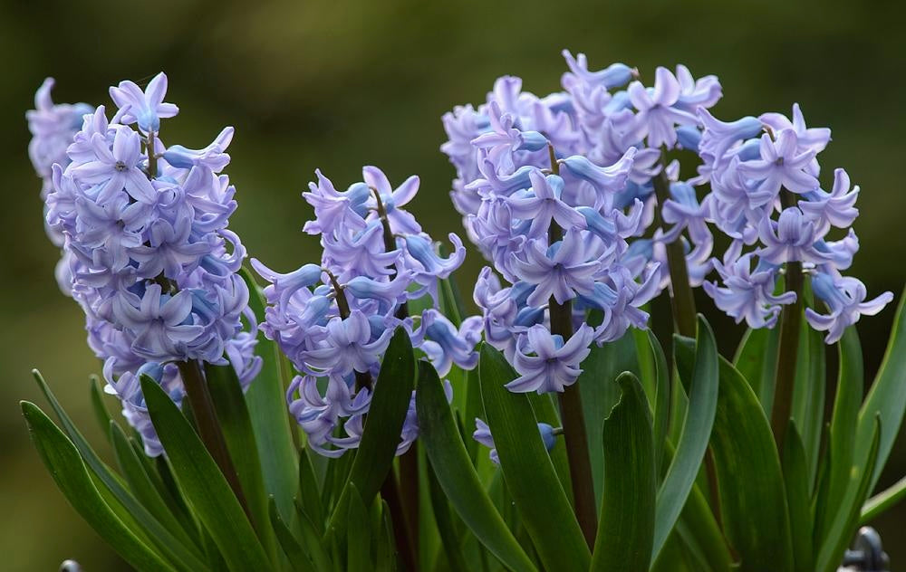 Caribbean Dream Hyacinth Bulbs - COMING SEPTEMBER 7TH AT 5PM