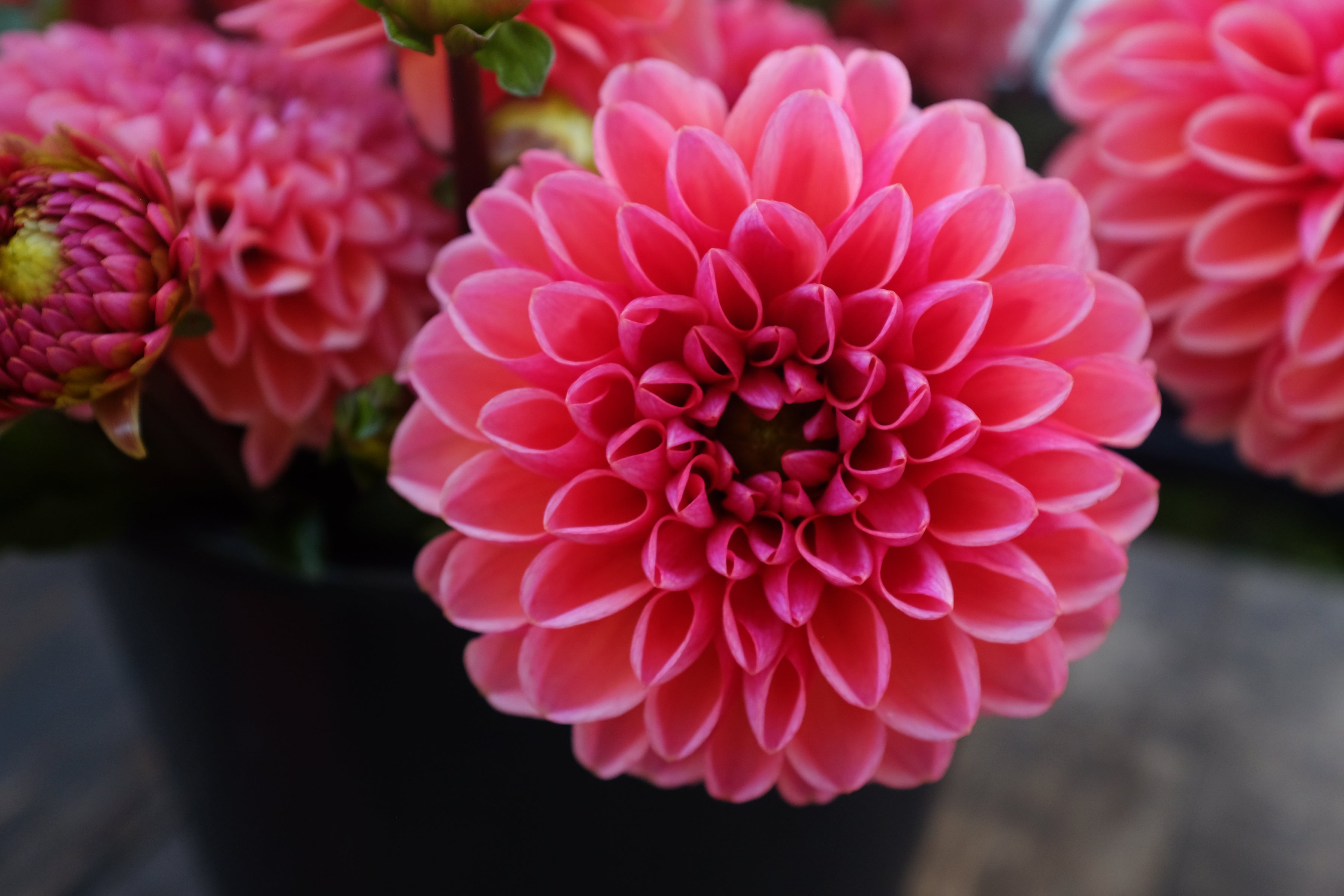 Daisy Duke Dahlia Tuber - *Product NOT sold out* COMING MARCH 3RD 2024!