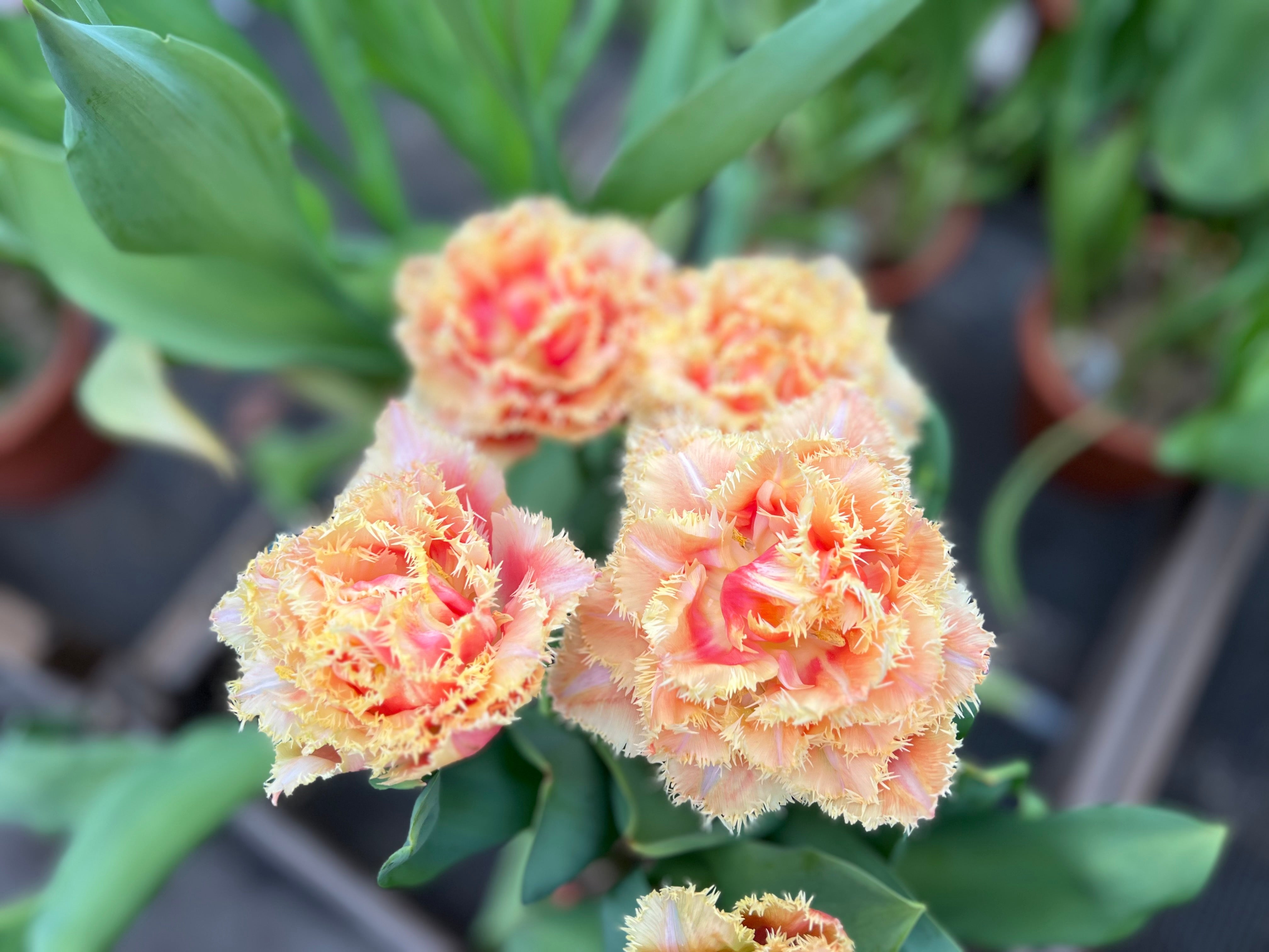 Brisbane Tulip Bulbs - COMING SEPTEMBER 7TH AT 5PM
