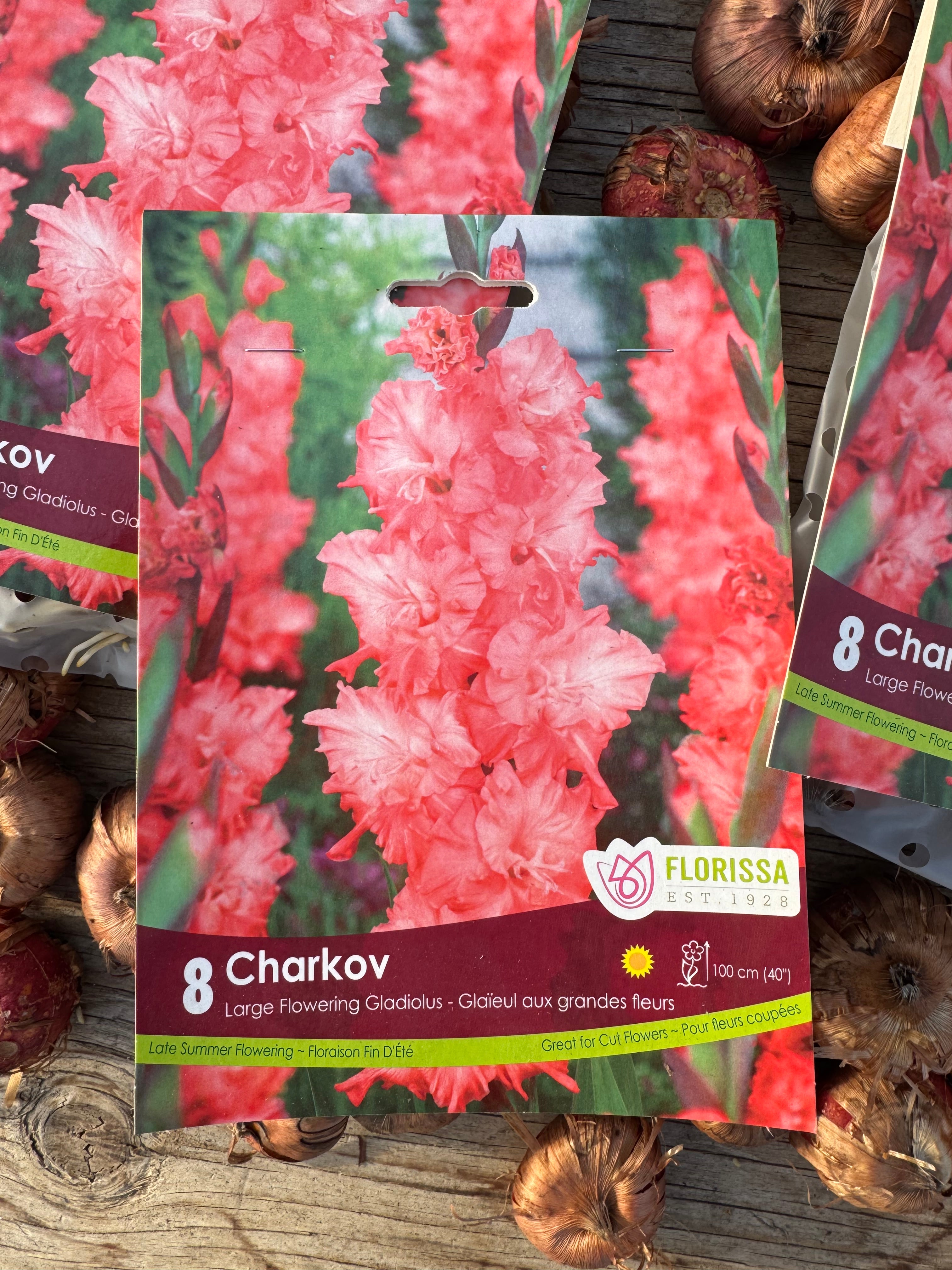 Charkov Gladiolus Corms