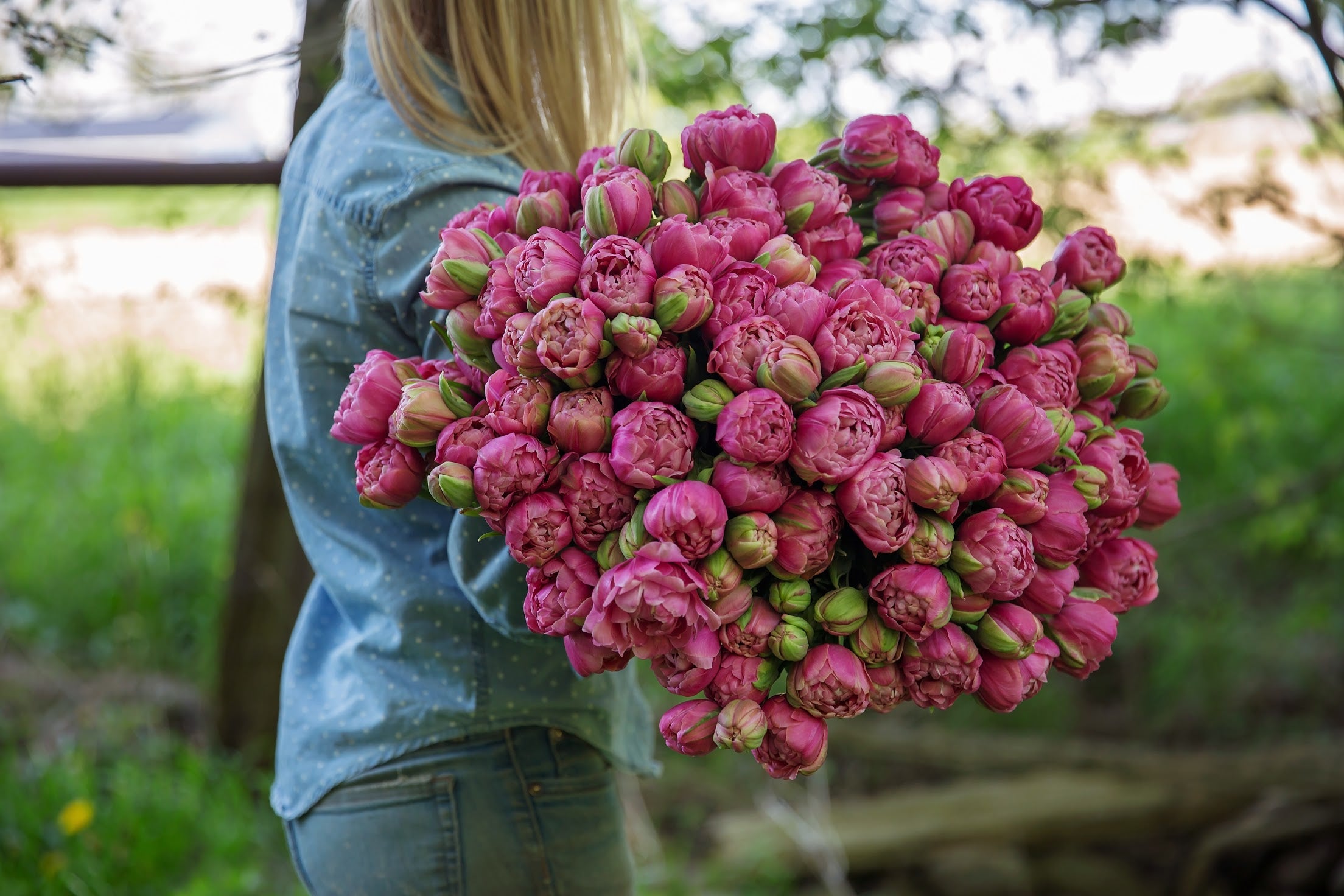 Amazing Grace Tulip Bulbs - COMING SEPTEMBER 7TH AT 5PM