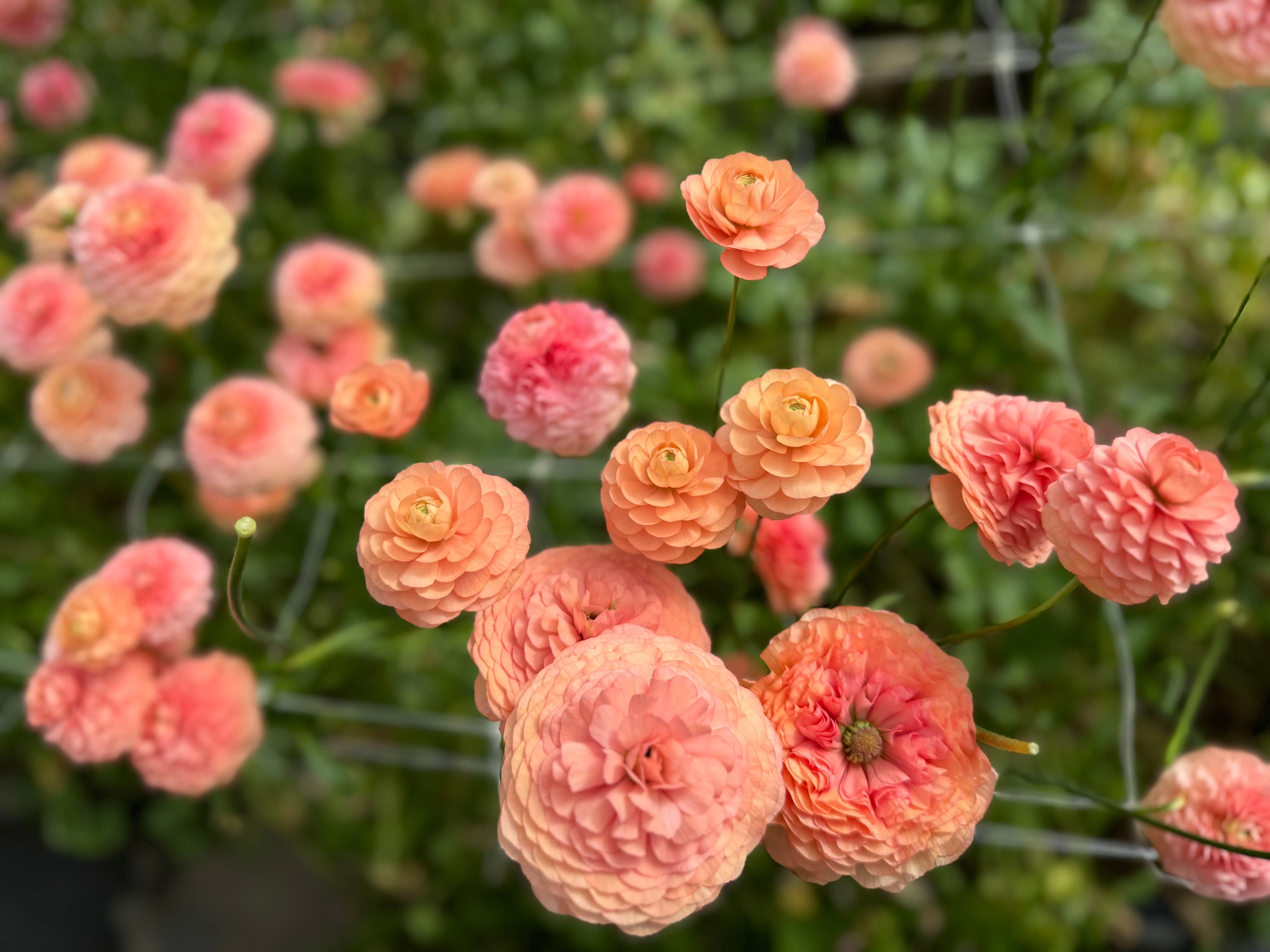 Italian Ranunculus Salmone Corms - COMING SEPTEMBER 7TH AT 5PM