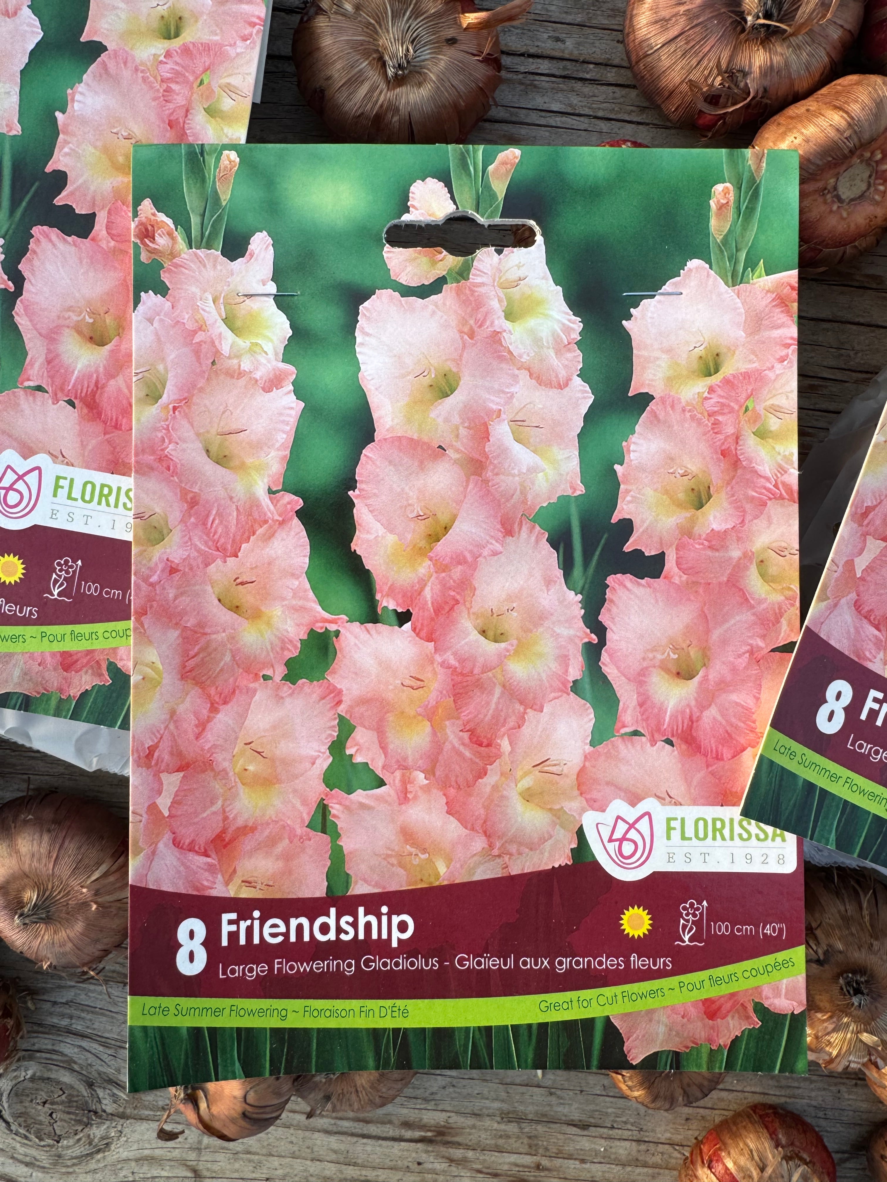 Friendship Gladiolus Corms