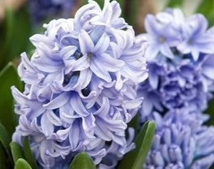 Caribbean Dream Hyacinth Bulbs - COMING SEPTEMBER 7TH AT 5PM