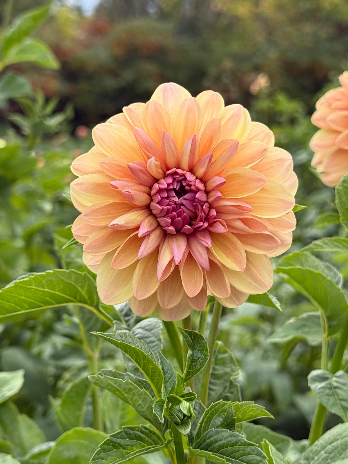 Sturm Sweet Maria Dahlia Tuber - *Product NOT sold out*  SALES START SUNDAY MARCH 1ST AT 4PM
